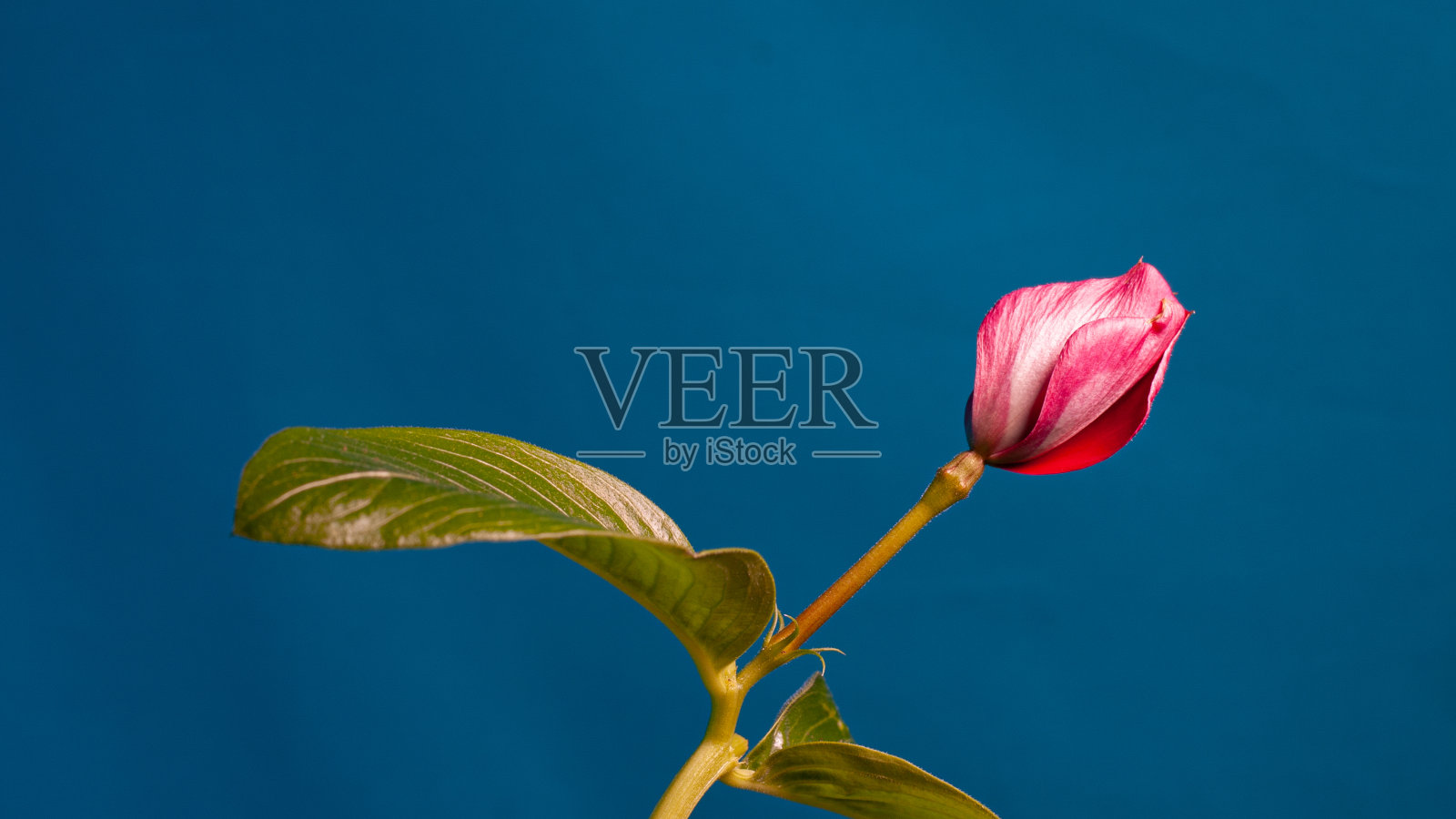 长春花盛开的蓝屏背景近照片摄影图片