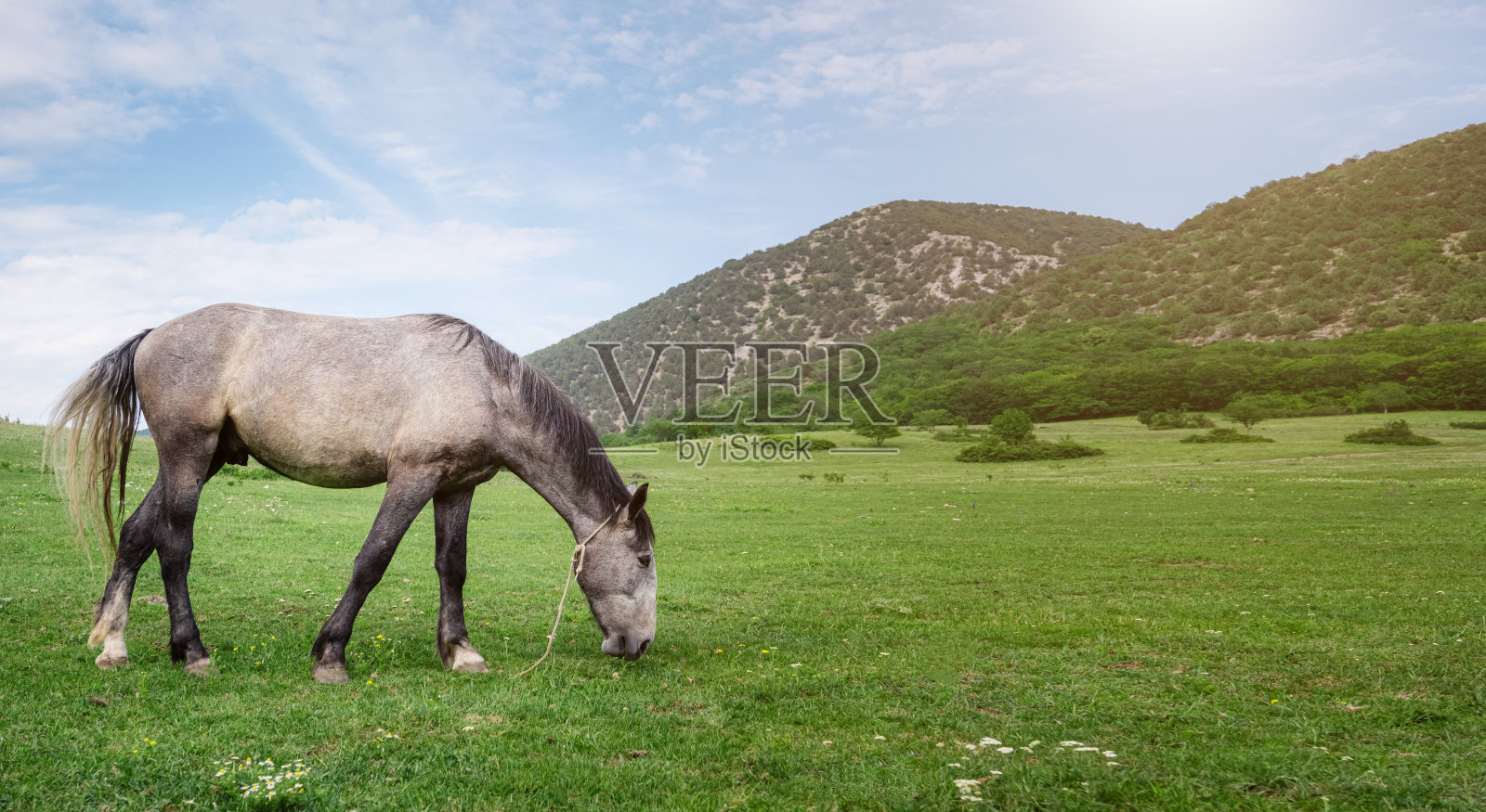 夏天农场里漂亮的栗色马照片摄影图片
