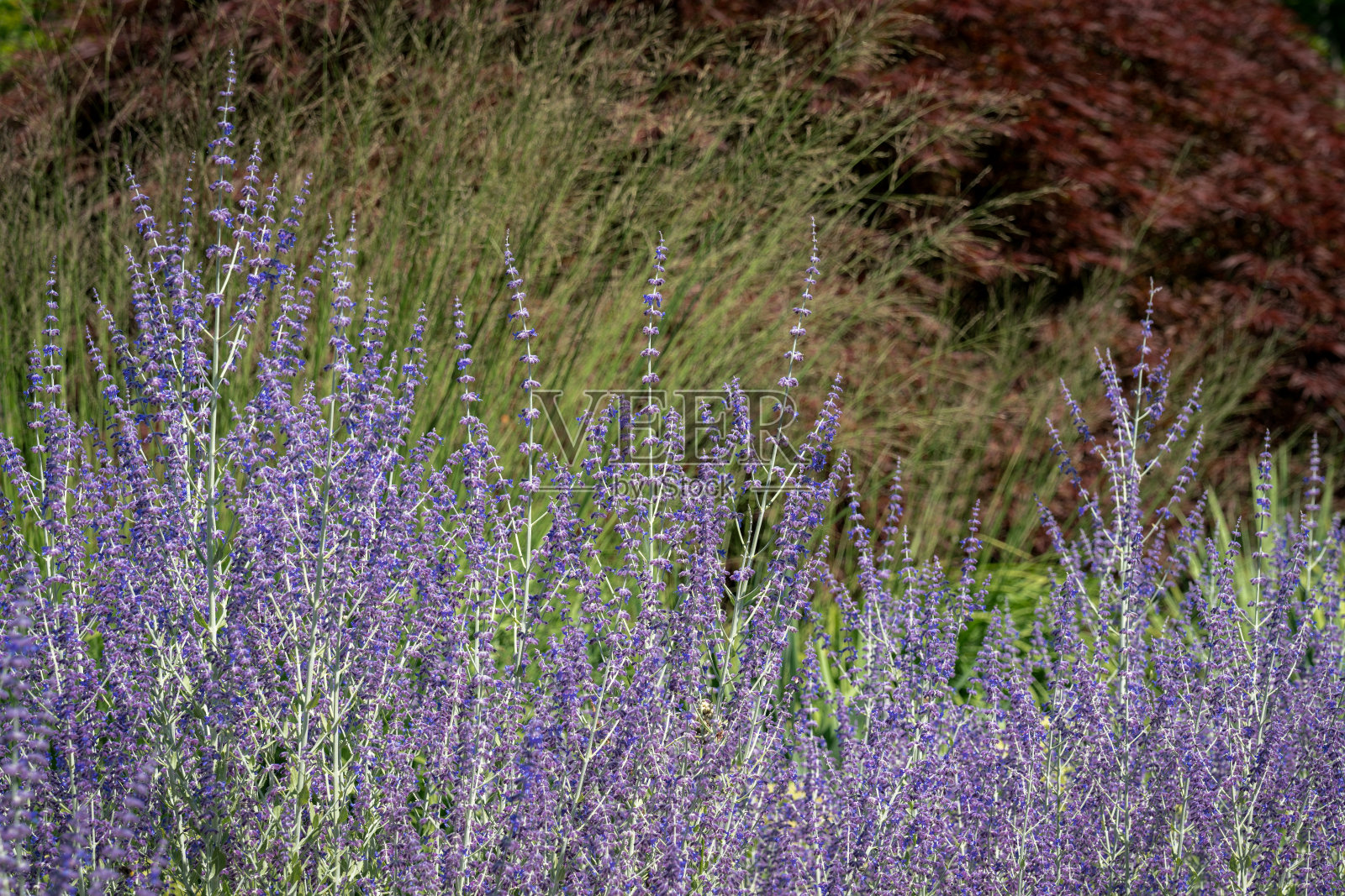 美丽的蓝色俄罗斯鼠尾草盛开在明亮的阳光照片摄影图片