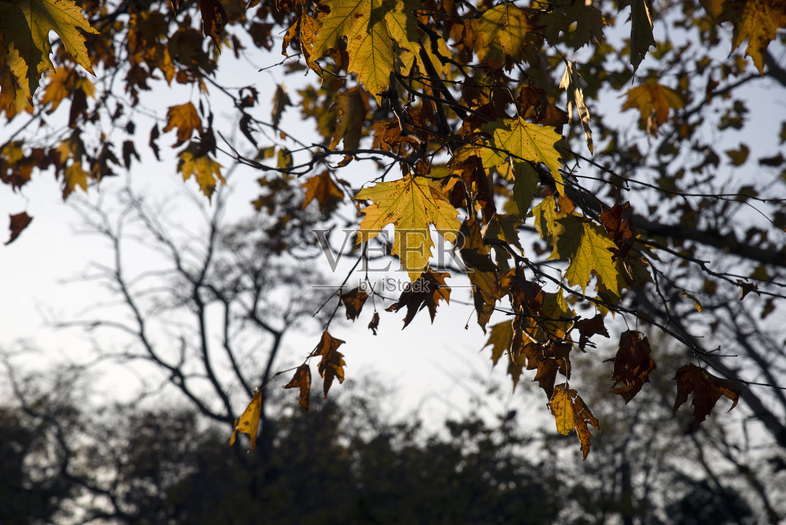 金色的秋天照片摄影图片