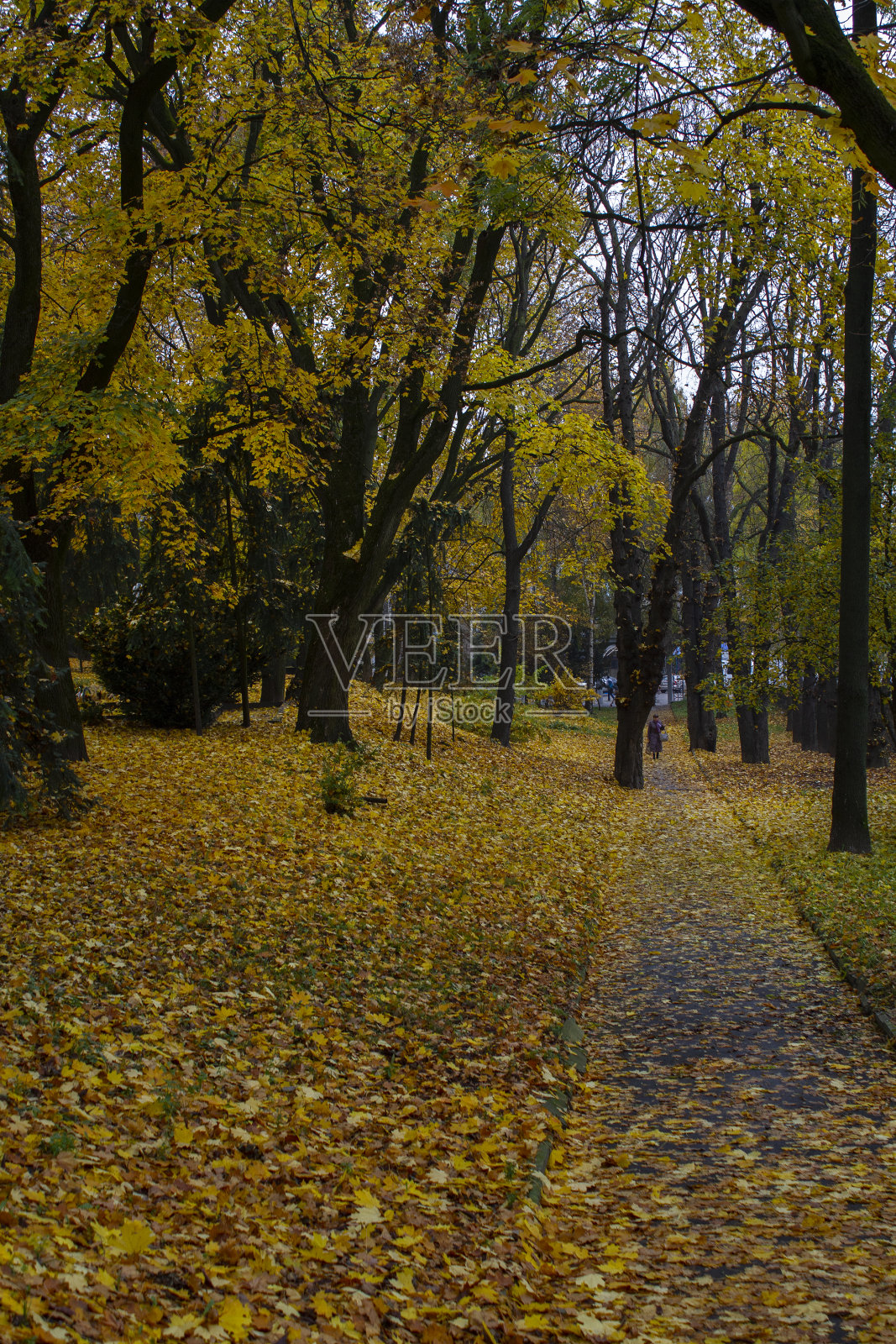 美丽的秋天的公园照片摄影图片