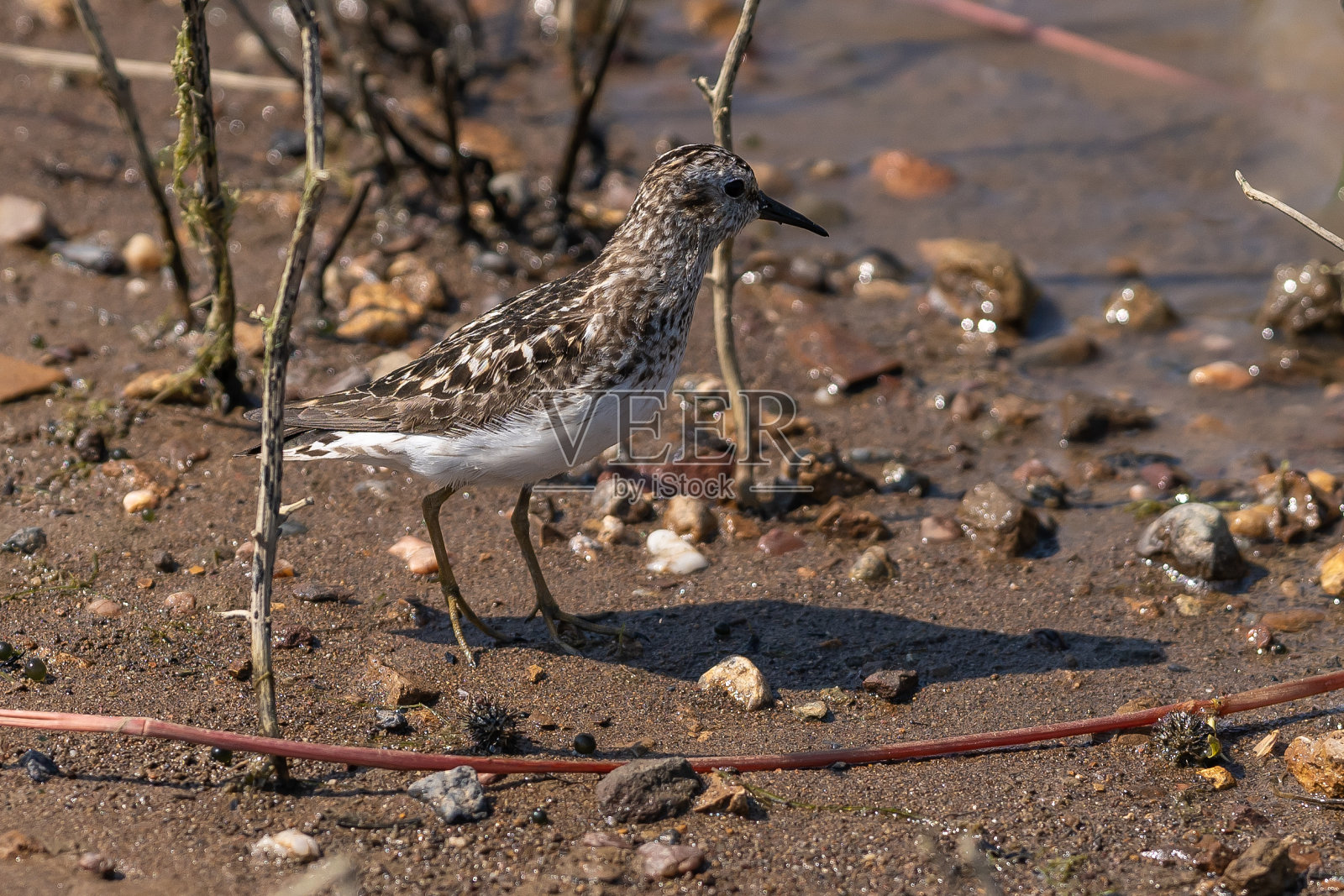 最少鹬沿海岸行走。照片摄影图片