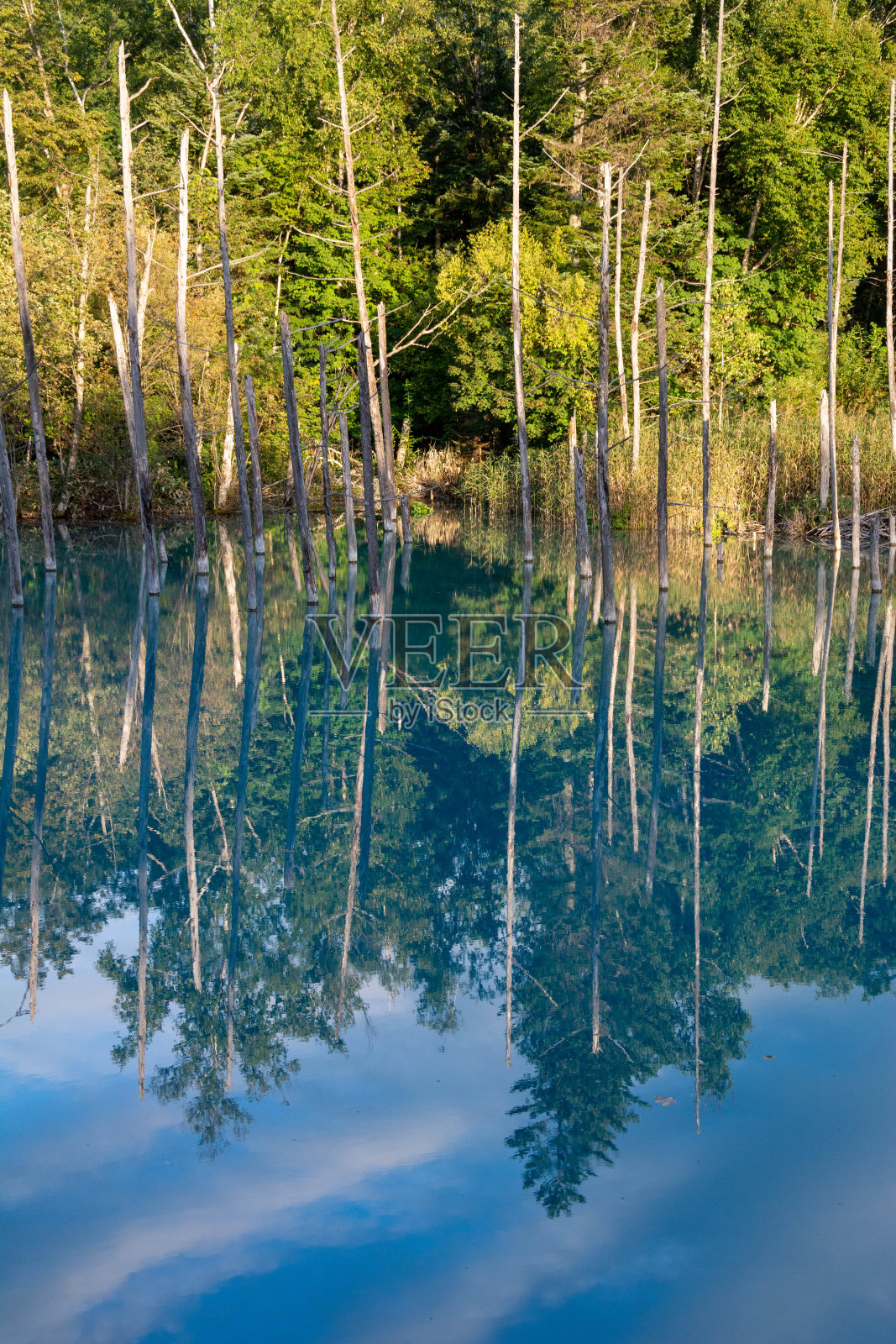 秋天蓝色的池塘映照着蓝色的天空照片摄影图片