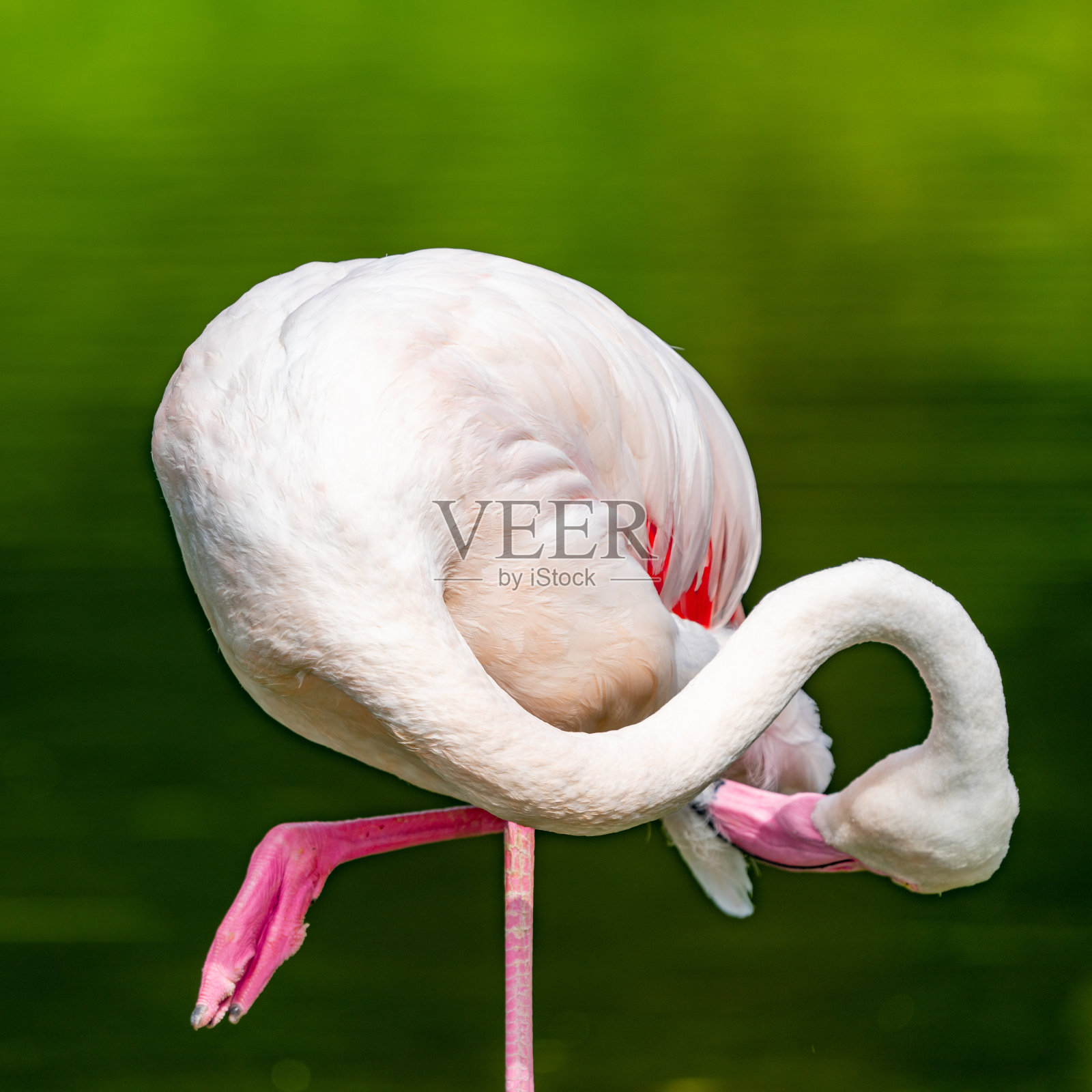 一只粉红色的火烈鸟单腿站立着清理羽毛照片摄影图片