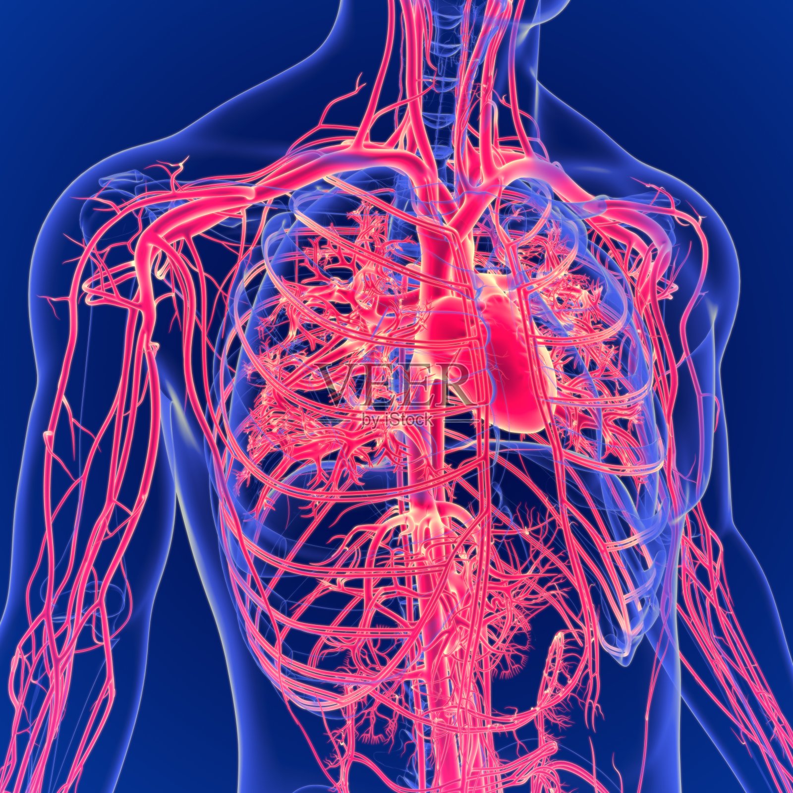 人体心脏解剖三维插图照片摄影图片