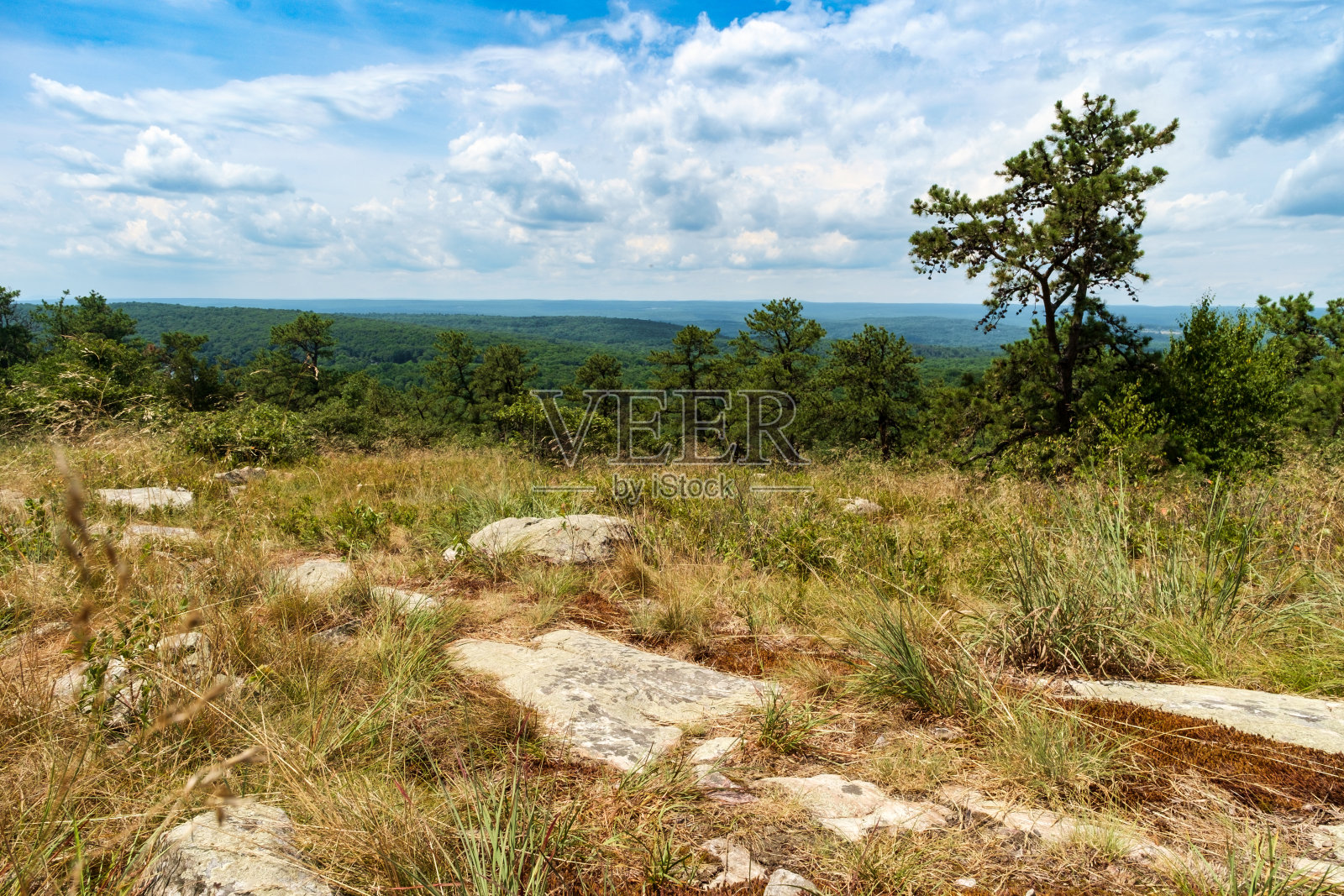 阿巴拉契亚山松照片摄影图片