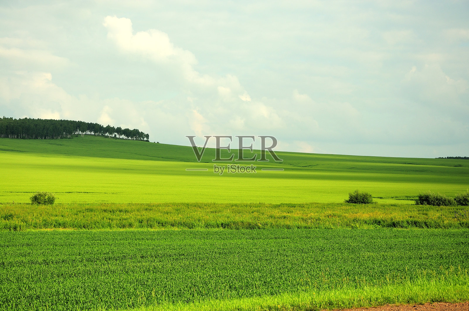 一望无际的田地里种植着农作物，远处还有珍稀的灌木丛和森林。照片摄影图片