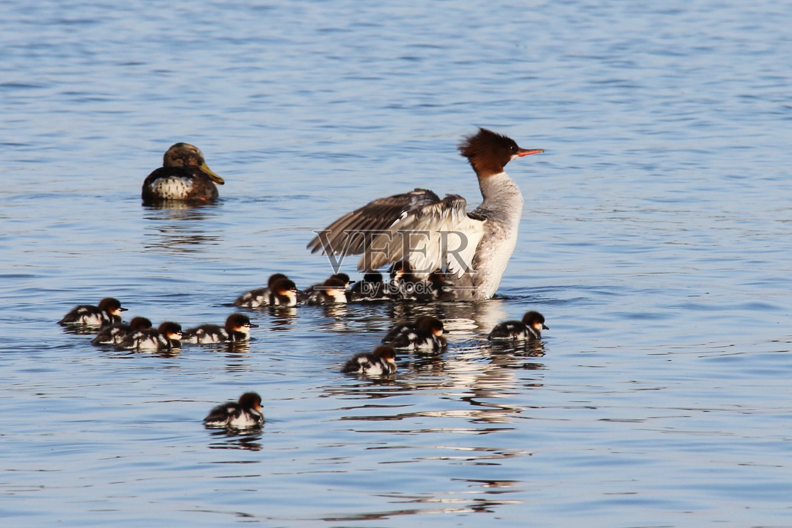 秋沙鸭女性伸展照片摄影图片