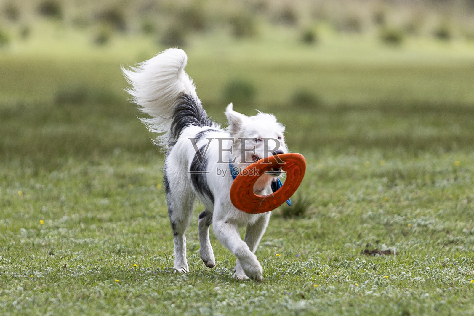 白色边境牧羊犬在户外玩耍和奔跑