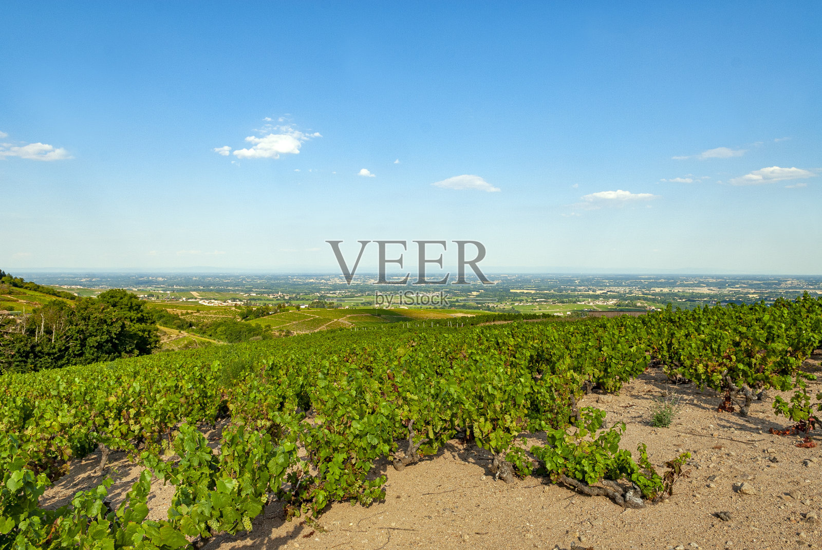 博若莱葡萄园的景观在Rhône部门在法国照片摄影图片