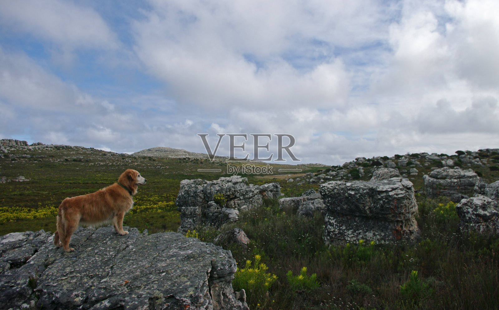 狗站在岩石上照片摄影图片