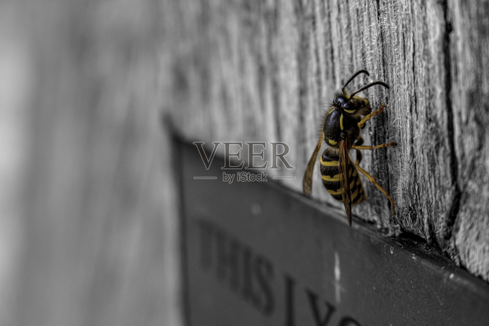 黄蜂照片摄影图片