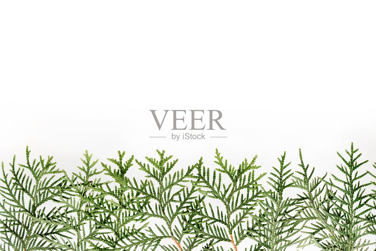 白色背景上的绿柏枝照片摄影图片