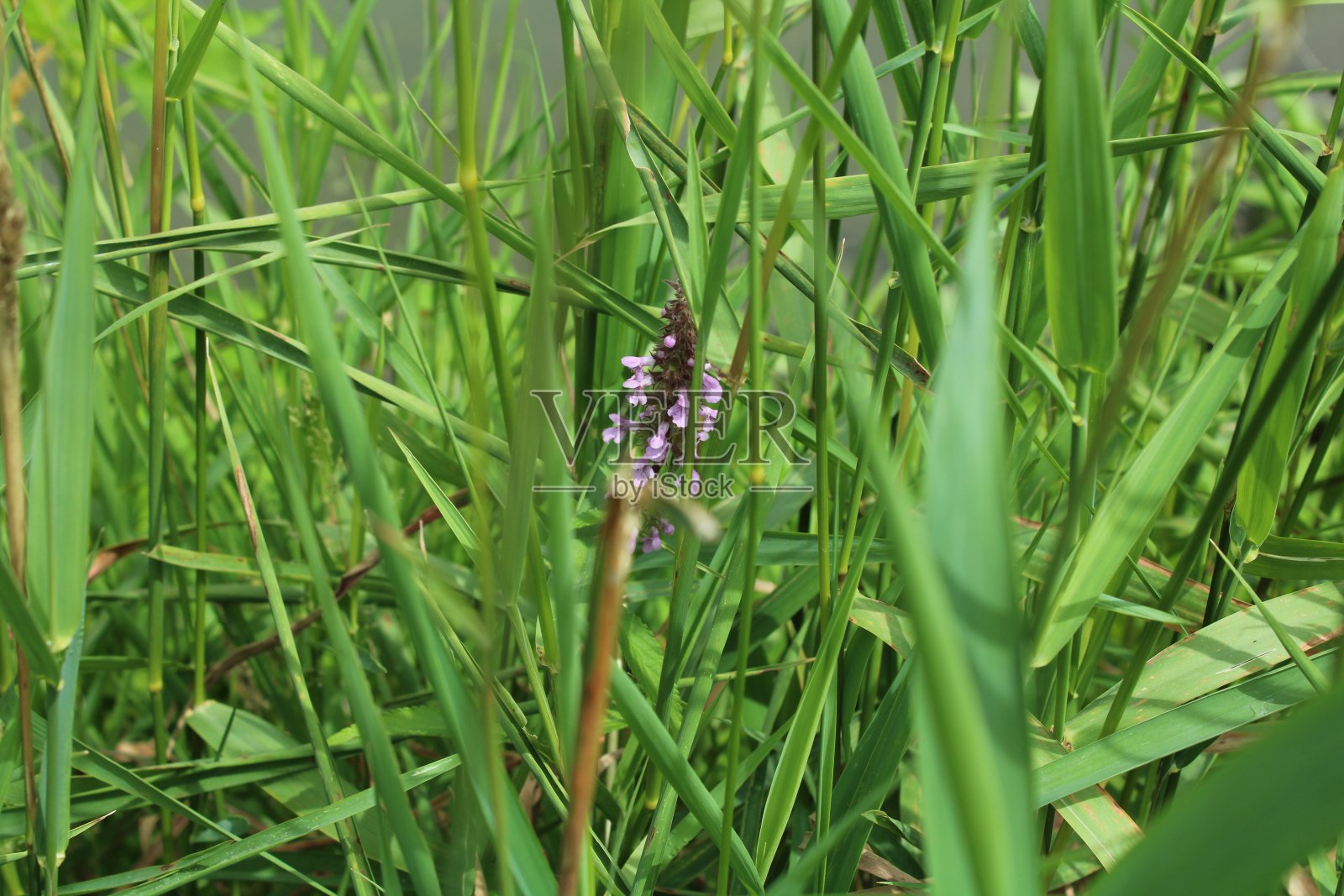 愤怒照片摄影图片