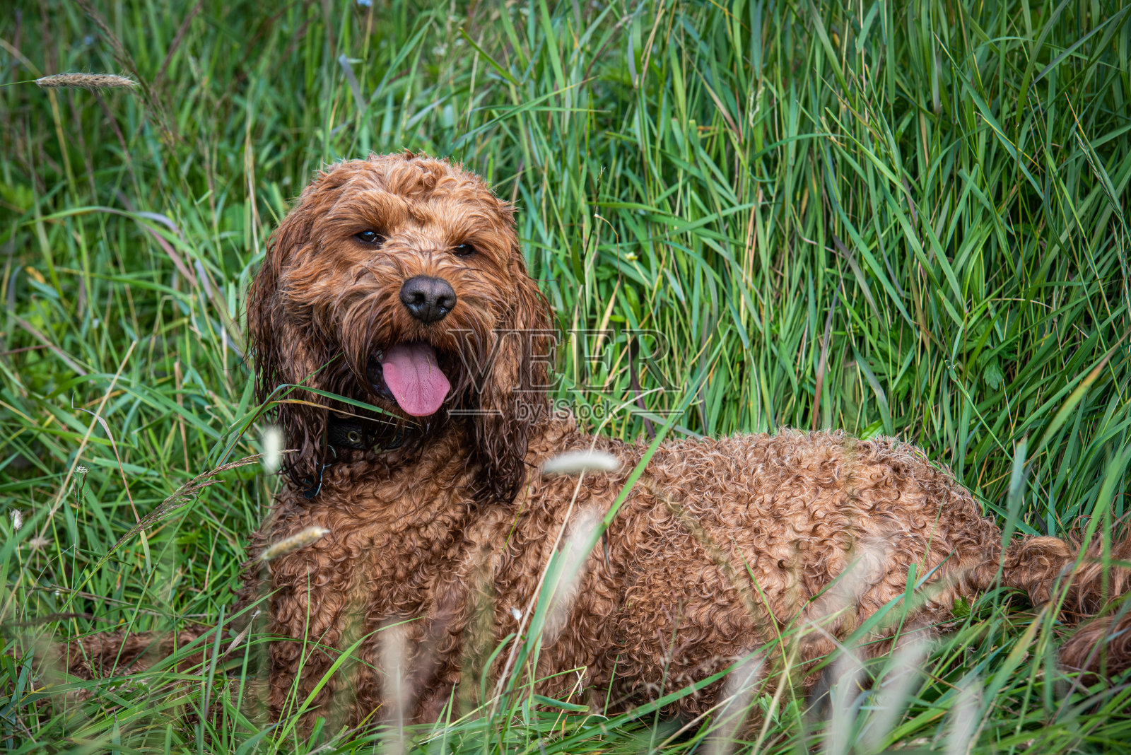 凤头鹦鹉躺在草地上照片摄影图片
