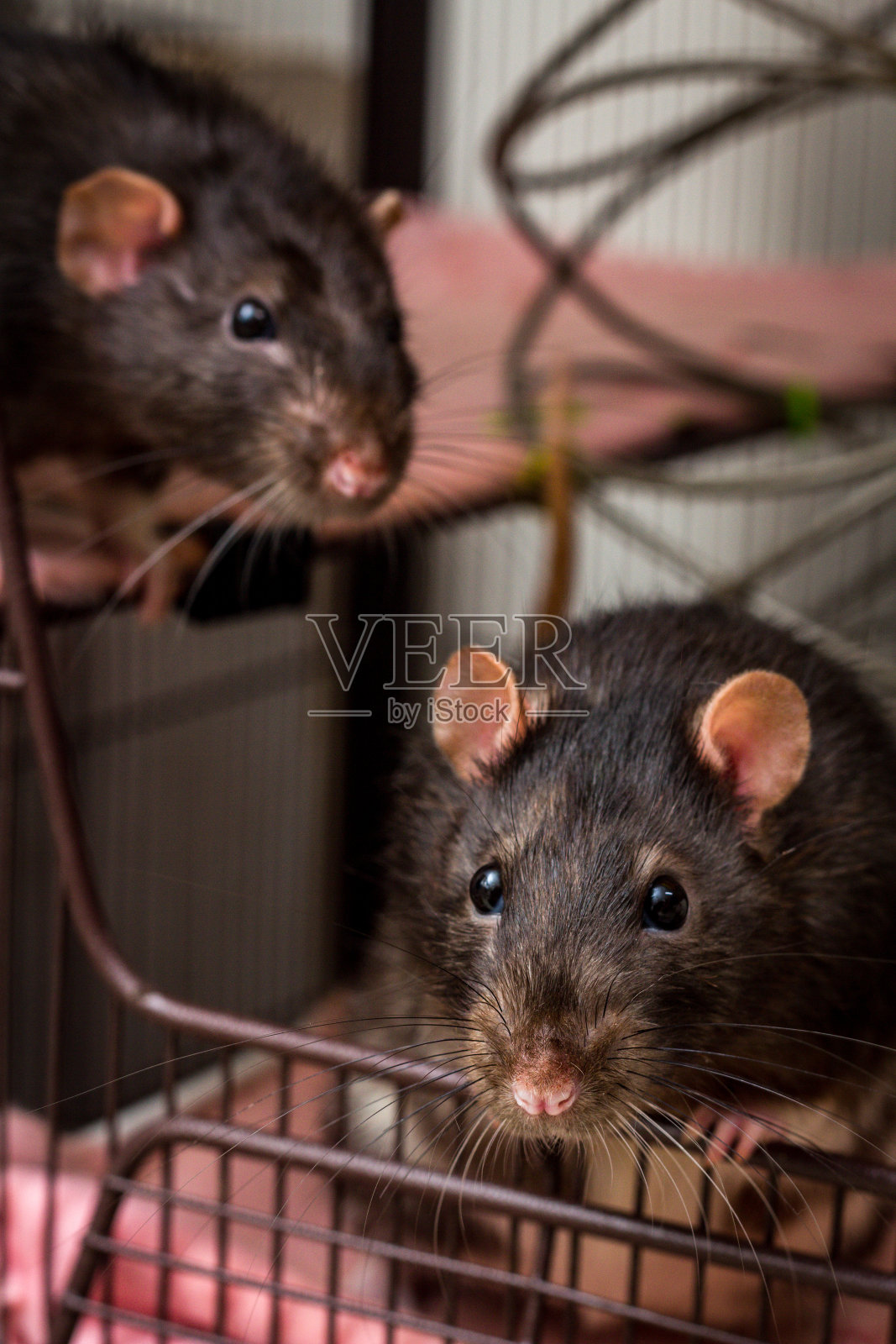 花式宠物鼠笼照片摄影图片