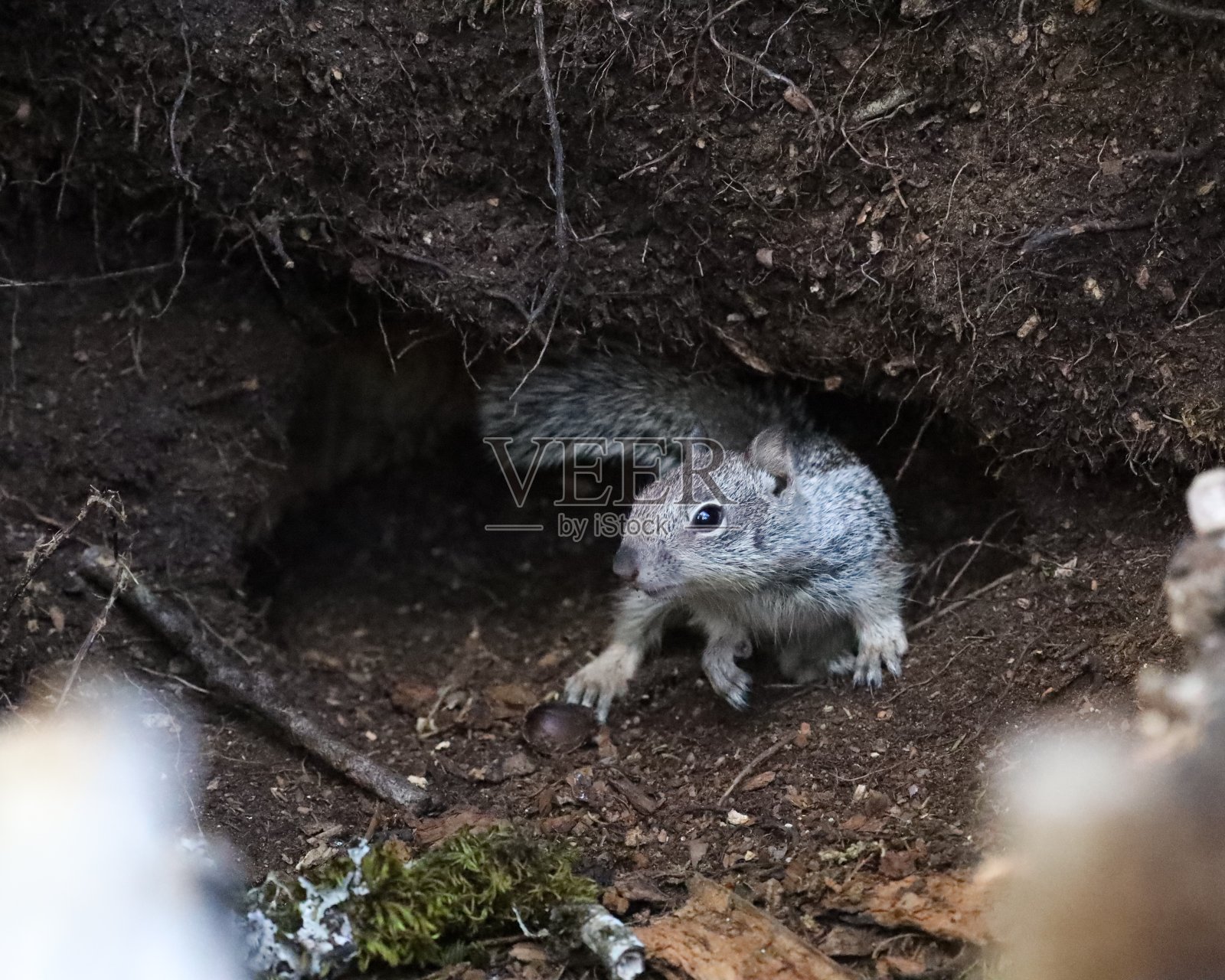小松鼠小心翼翼地出现照片摄影图片