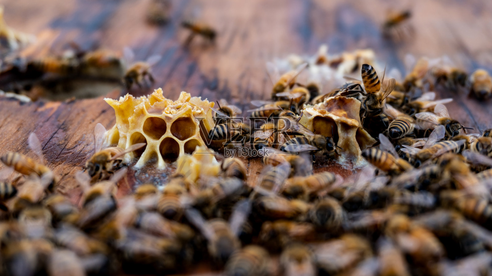 商用蜂箱架照片摄影图片
