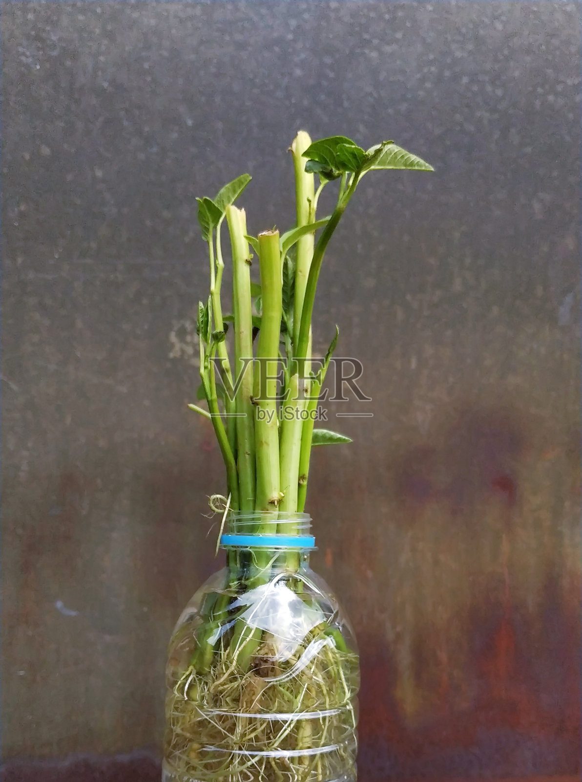 甘薯是一种半水生的热带植物，因其嫩芽而作为蔬菜生长，它的起源不详。它种植在使用过的塑料瓶与水培系统照片摄影图片