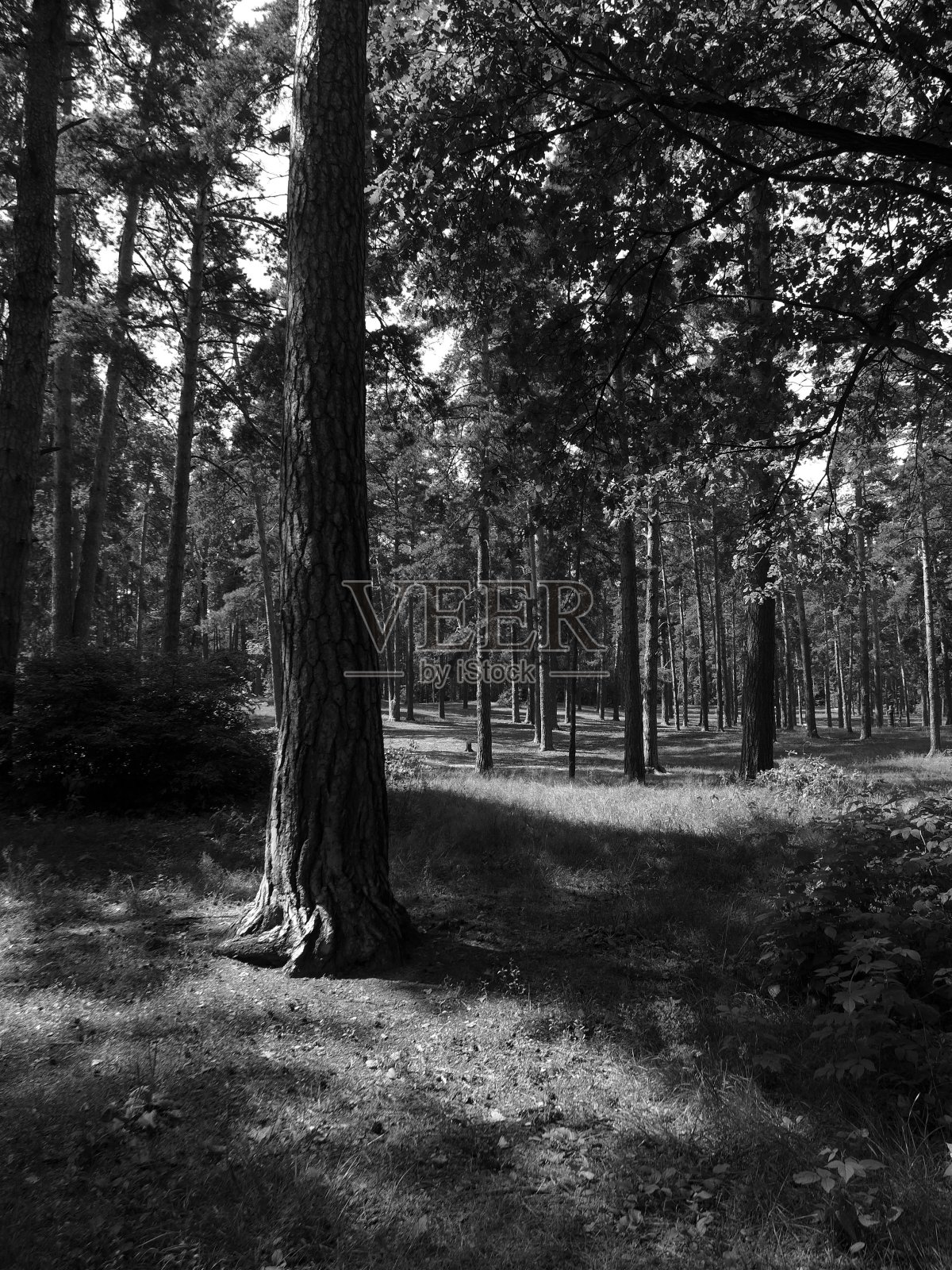 阳光明媚的森林景色在单色照片摄影图片