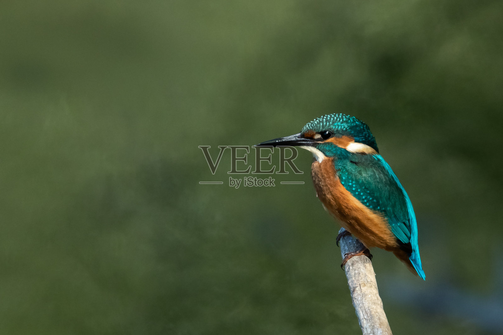 枝头上的翠鸟照片摄影图片