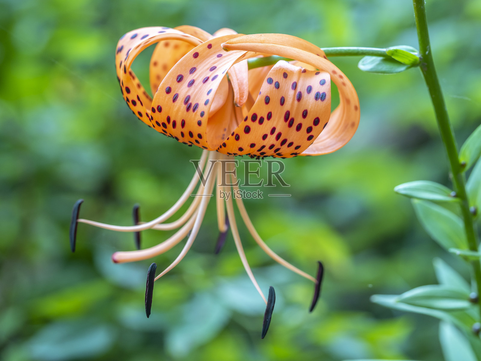 中央公园的虎莲照片摄影图片