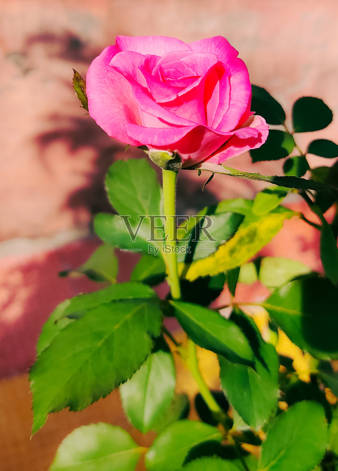 印度chikitigarh的美丽的粉红色玫瑰。照片摄影图片