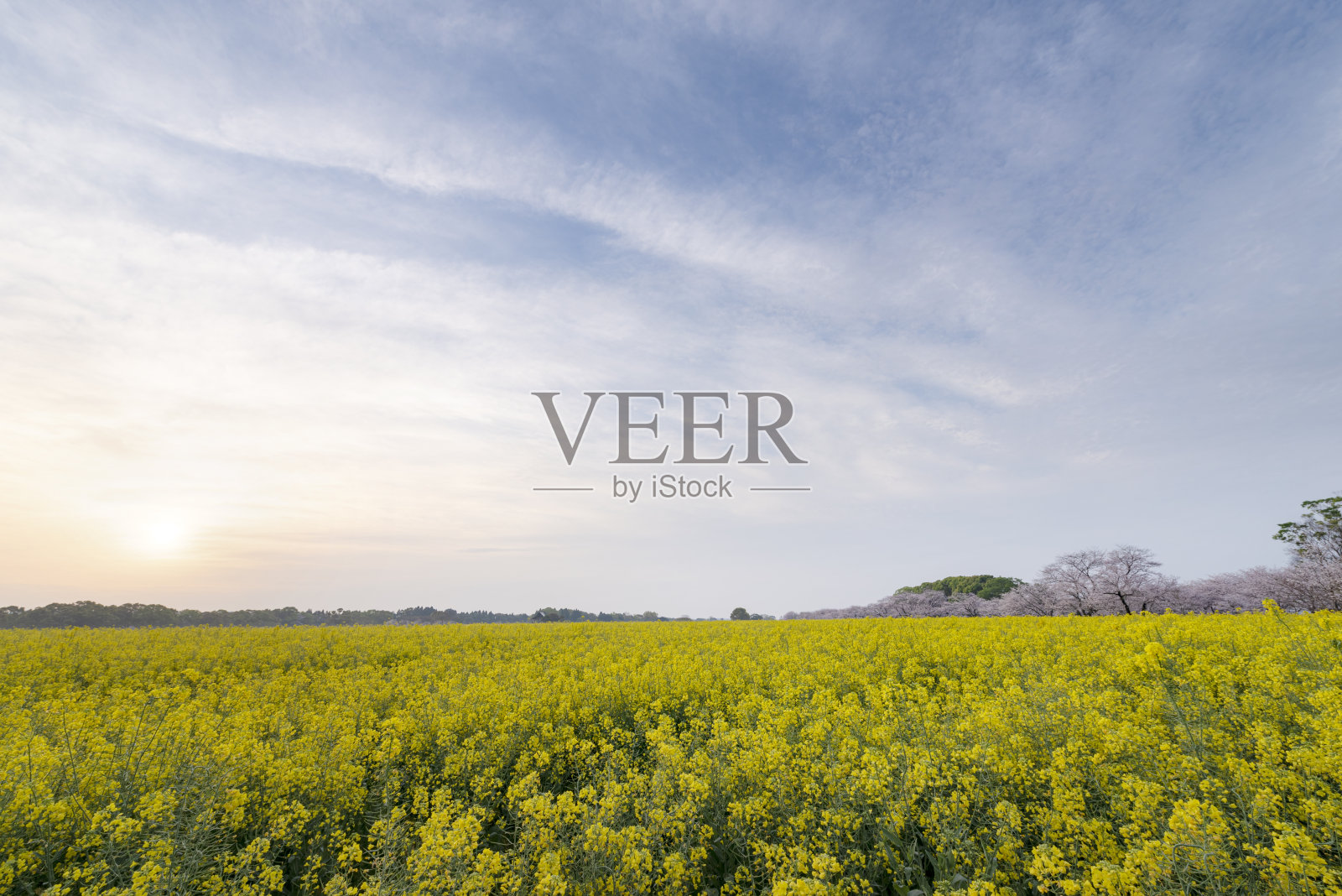 樱花和油菜花盛开了。日本宫崎县斋藤市斋藤丸墓地。照片摄影图片