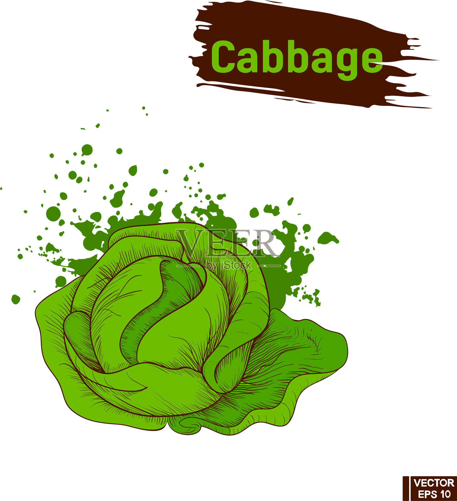 颜色素描蔬菜卷心菜插画图片素材