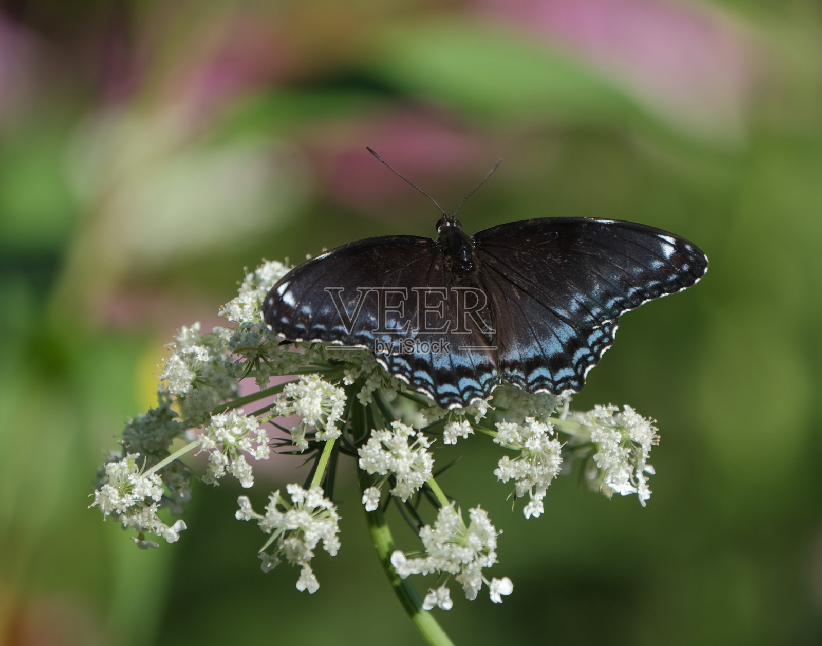 红点紫蝴蝶照片摄影图片