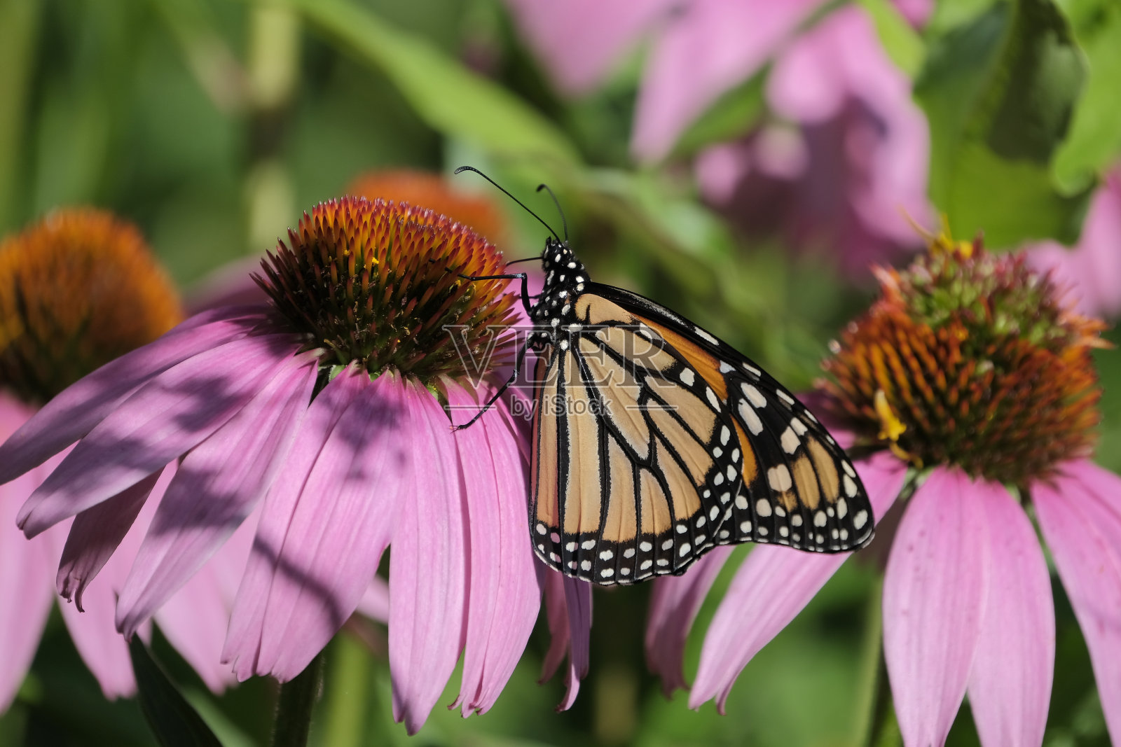 黑脉金斑蝶照片摄影图片