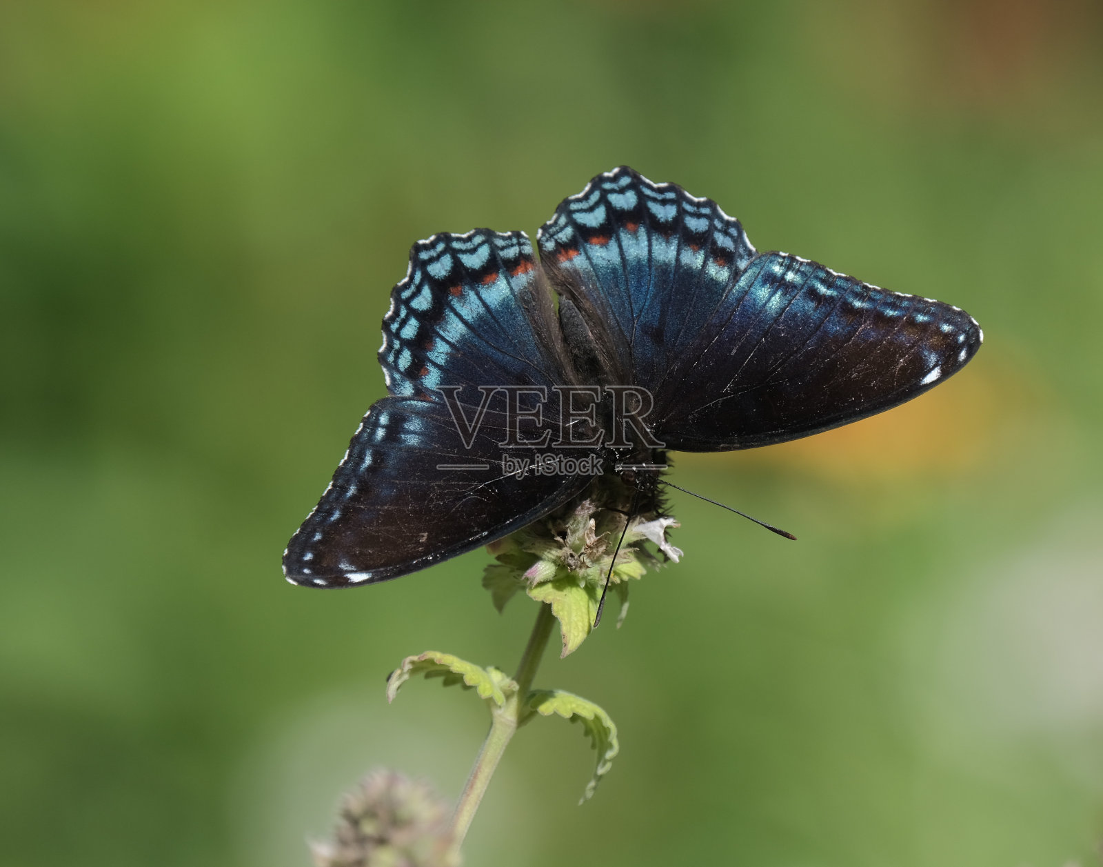 红点紫蝴蝶照片摄影图片
