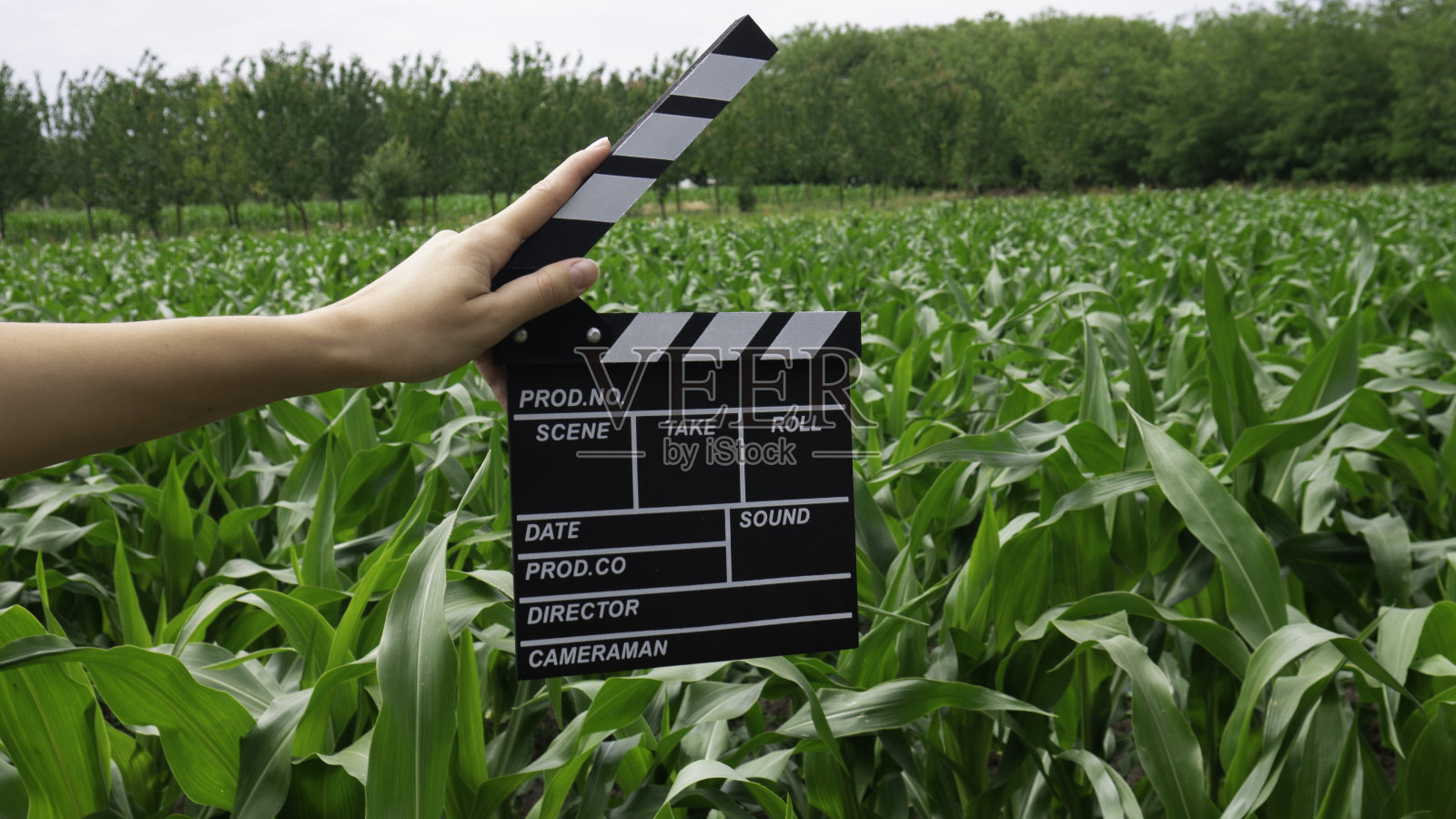 近距离女性手握经典导演电影制作板在玉米田。照片摄影图片
