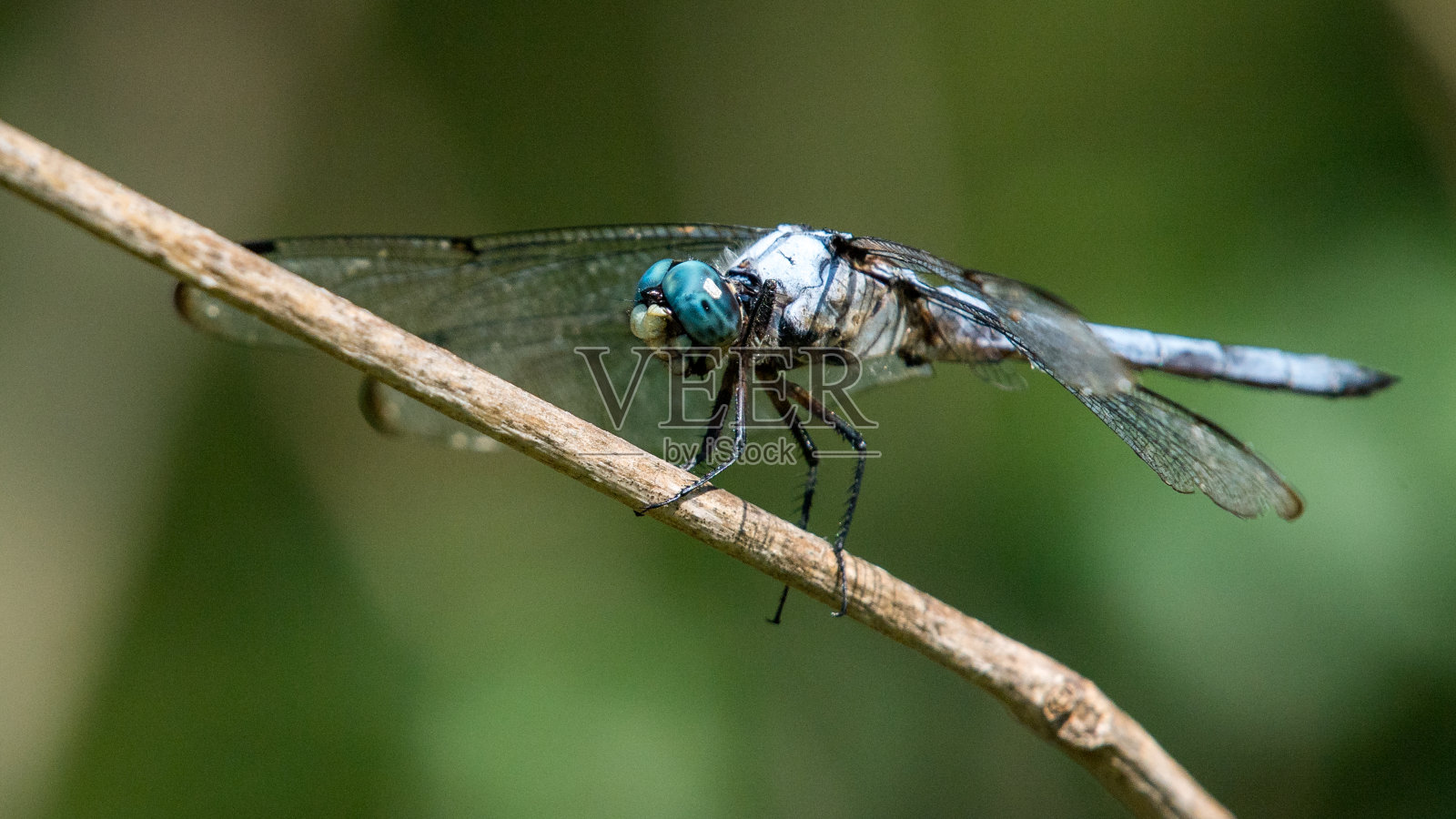 蓝蜻蜓在树枝上照片摄影图片