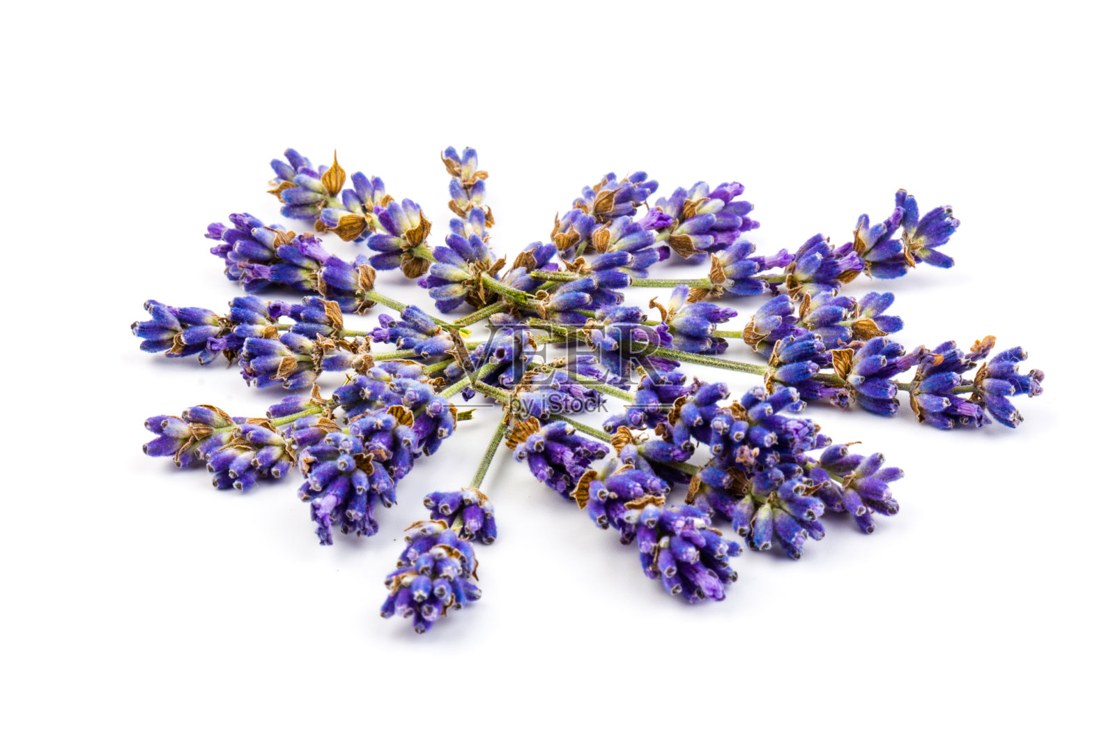 孤立在白色背景上的薰衣草花。关闭了。空间的文本照片摄影图片