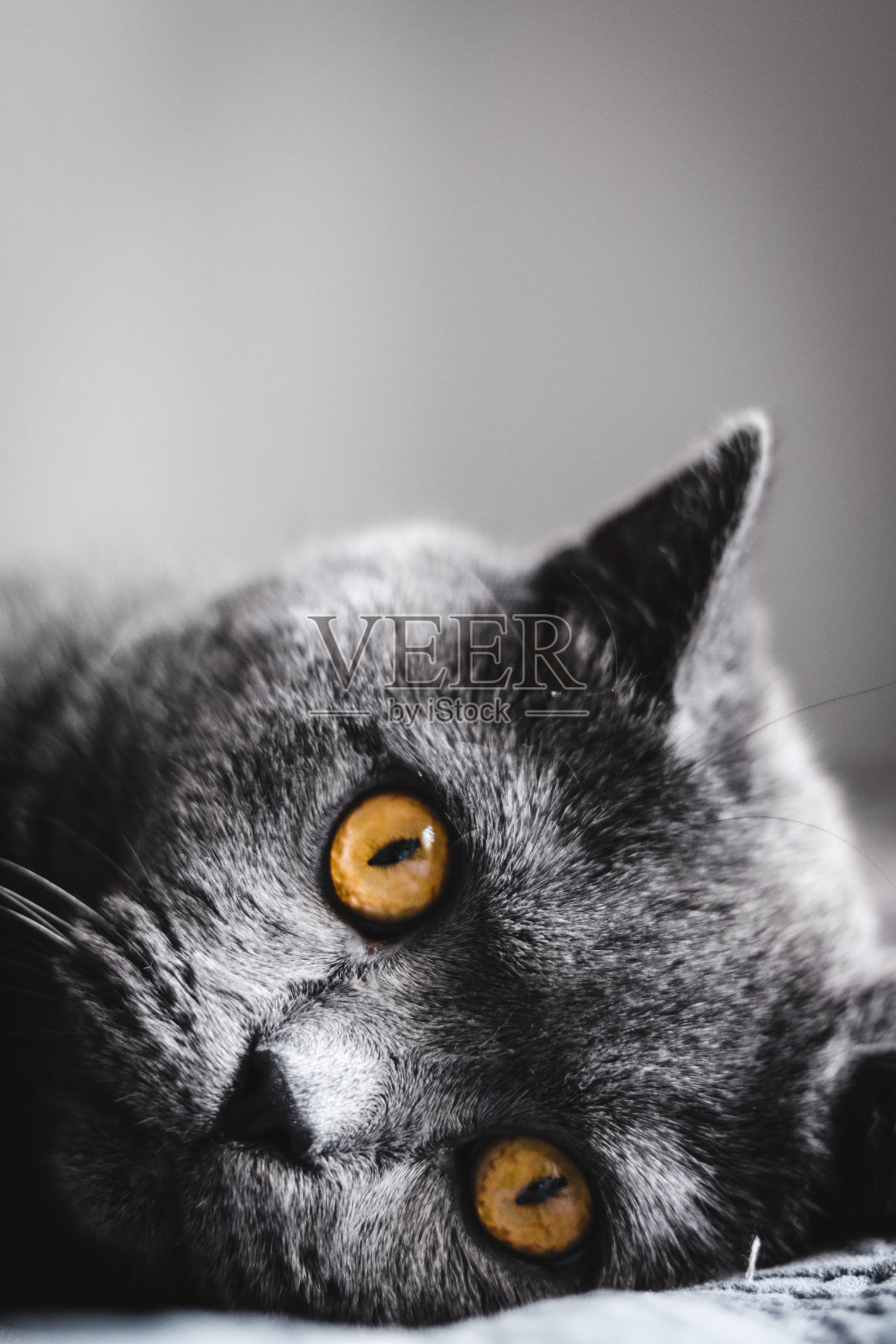 英国短毛灰猫照片摄影图片