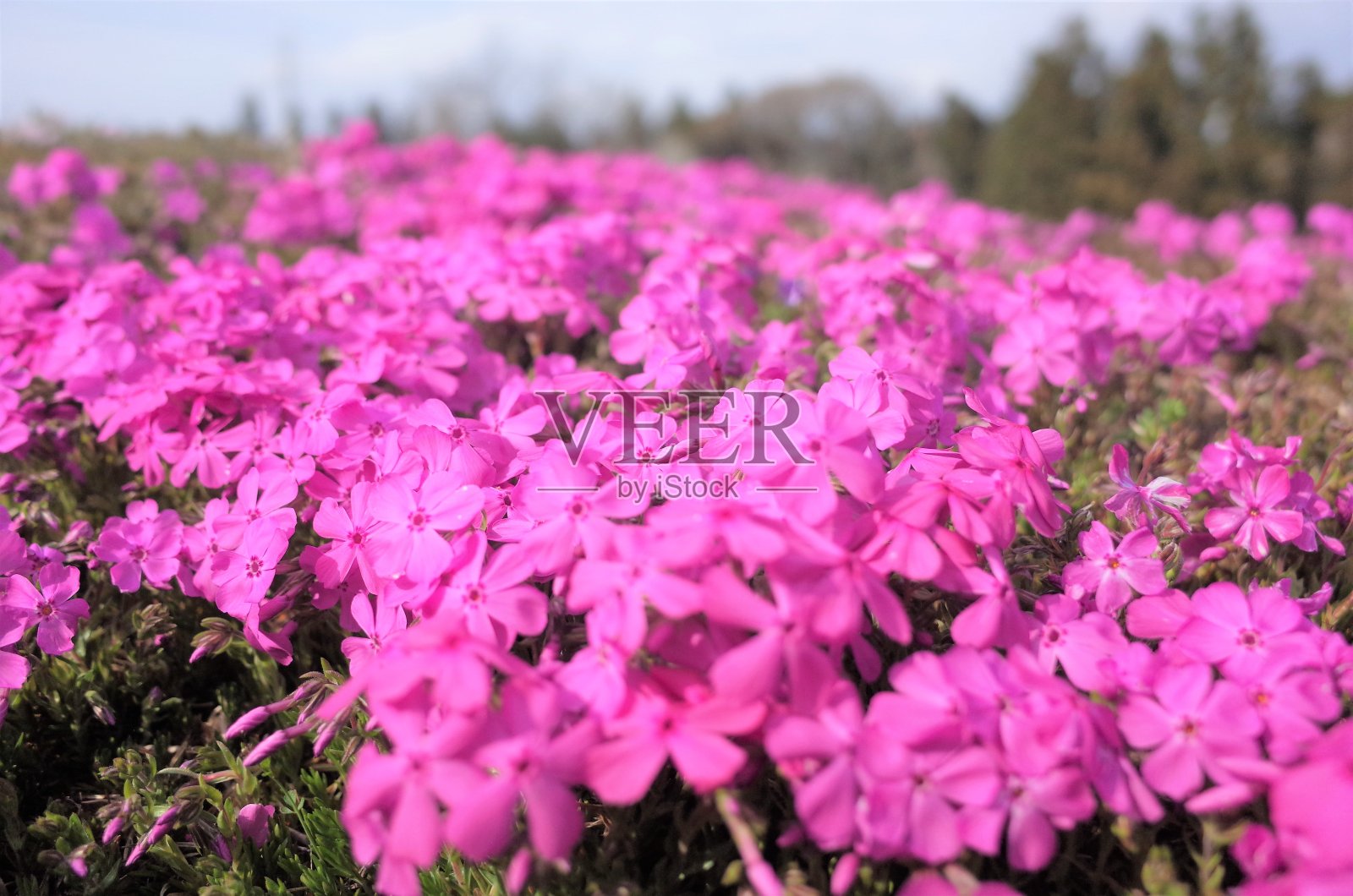 美丽的苔藓夹竹桃，日本照片摄影图片