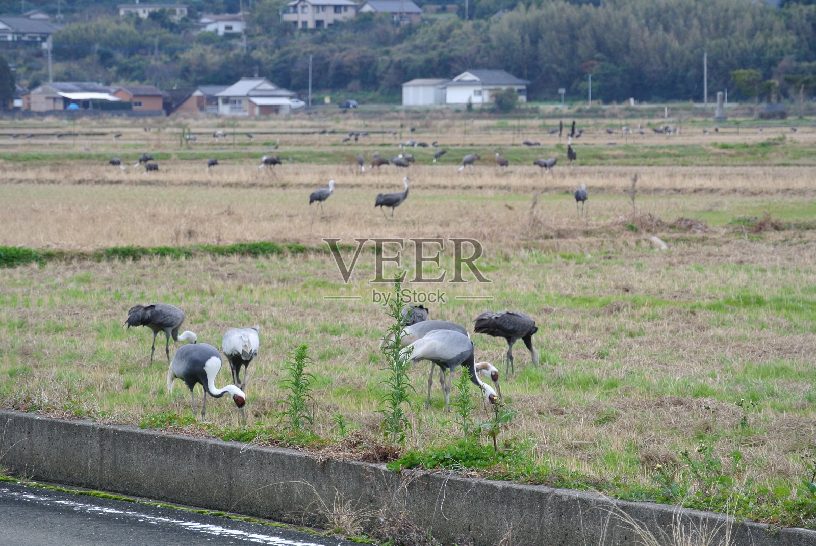 鹤集团在鹿儿岛照片摄影图片