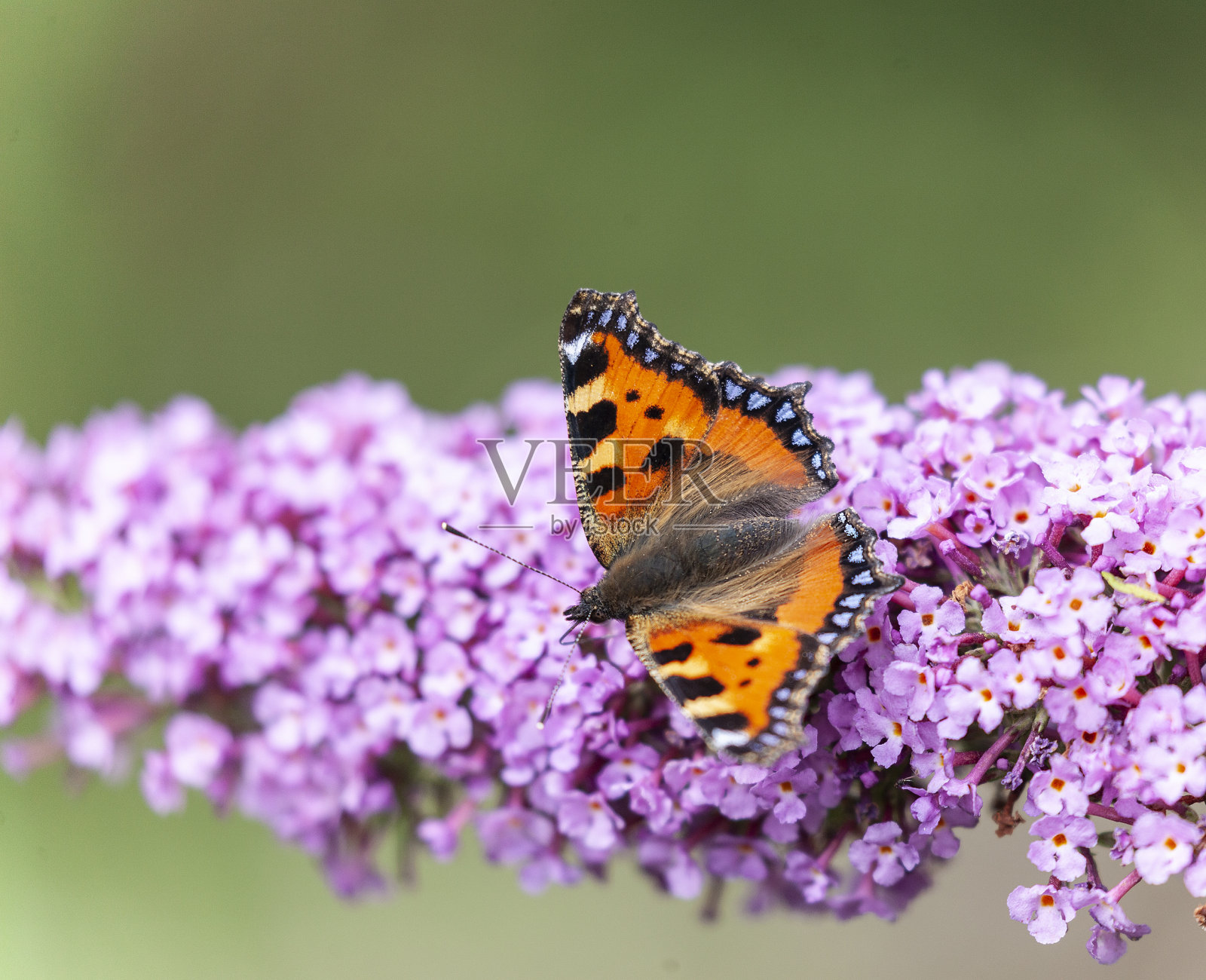 一种小型玳瑁蝴蝶。喝着粉色的佛花的花蜜照片摄影图片