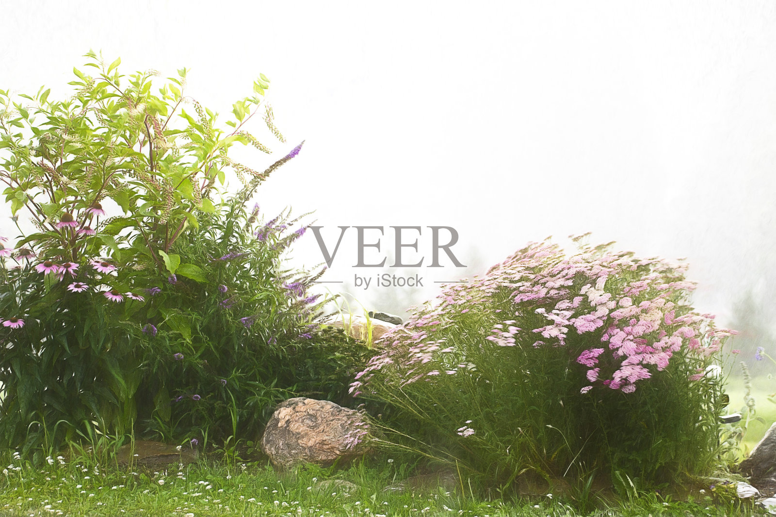 雾中的花照片摄影图片