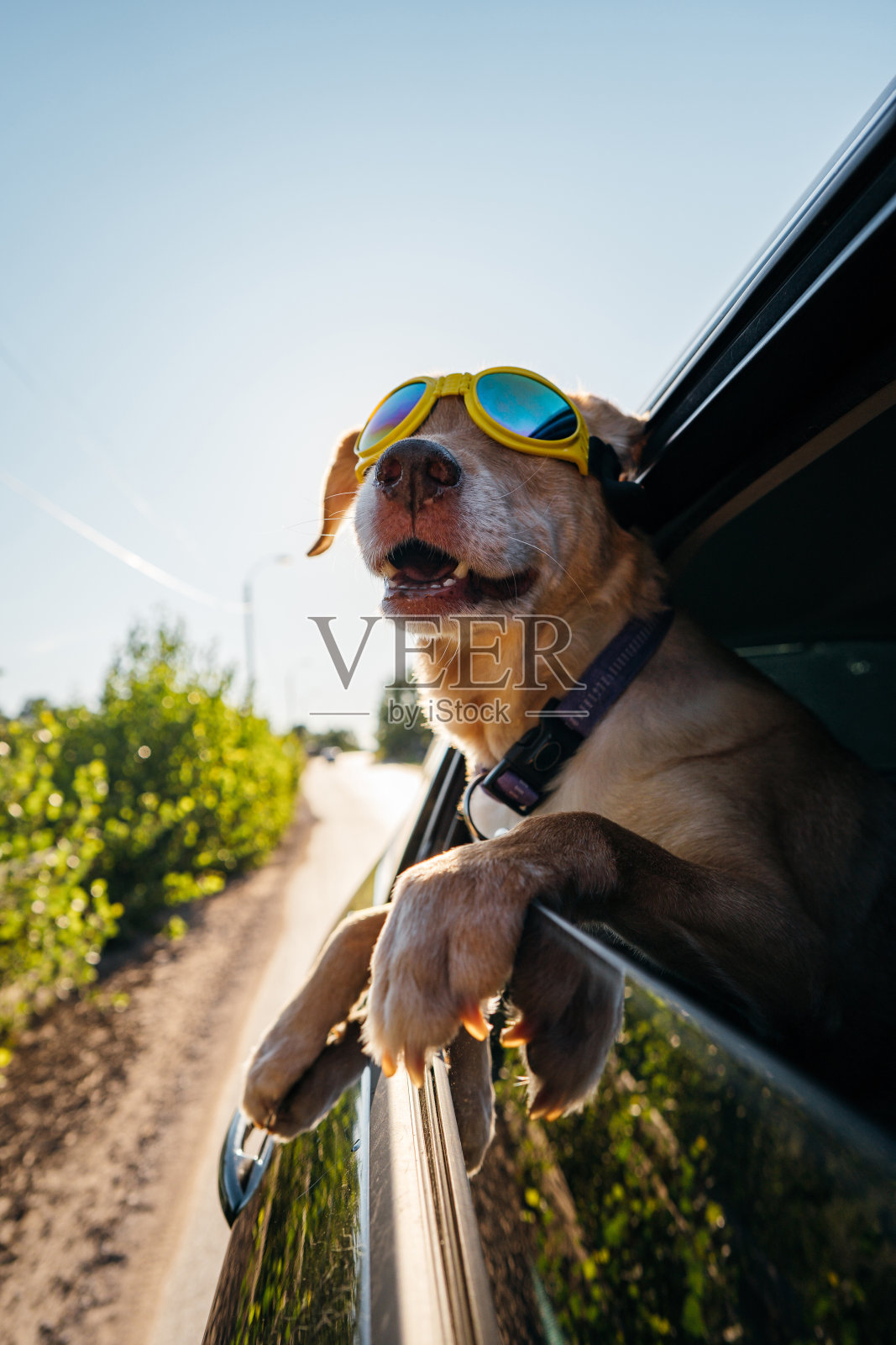 狗喜欢开车兜风照片摄影图片