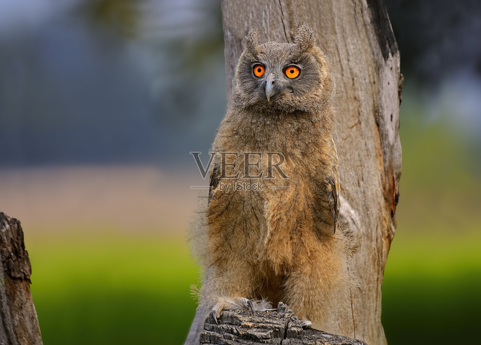 褐鹰鸮照片摄影图片