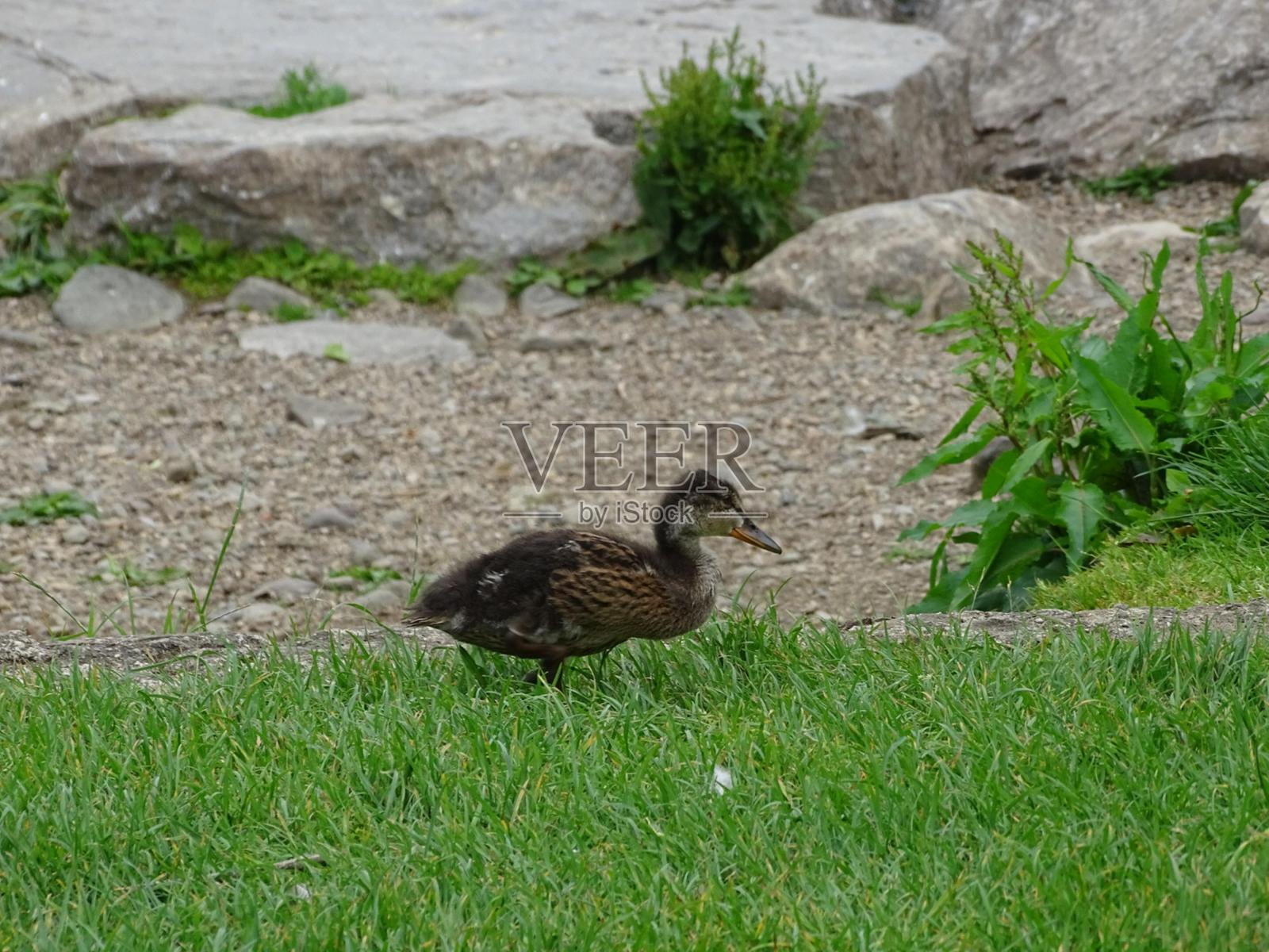 爱尔兰的性质照片摄影图片