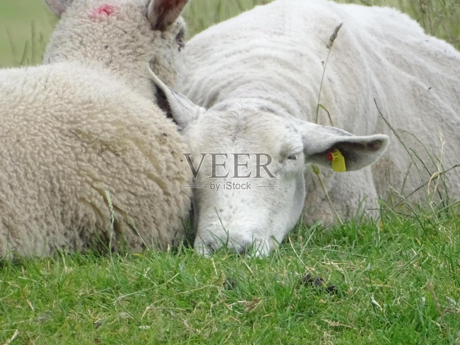 爱尔兰的性质照片摄影图片