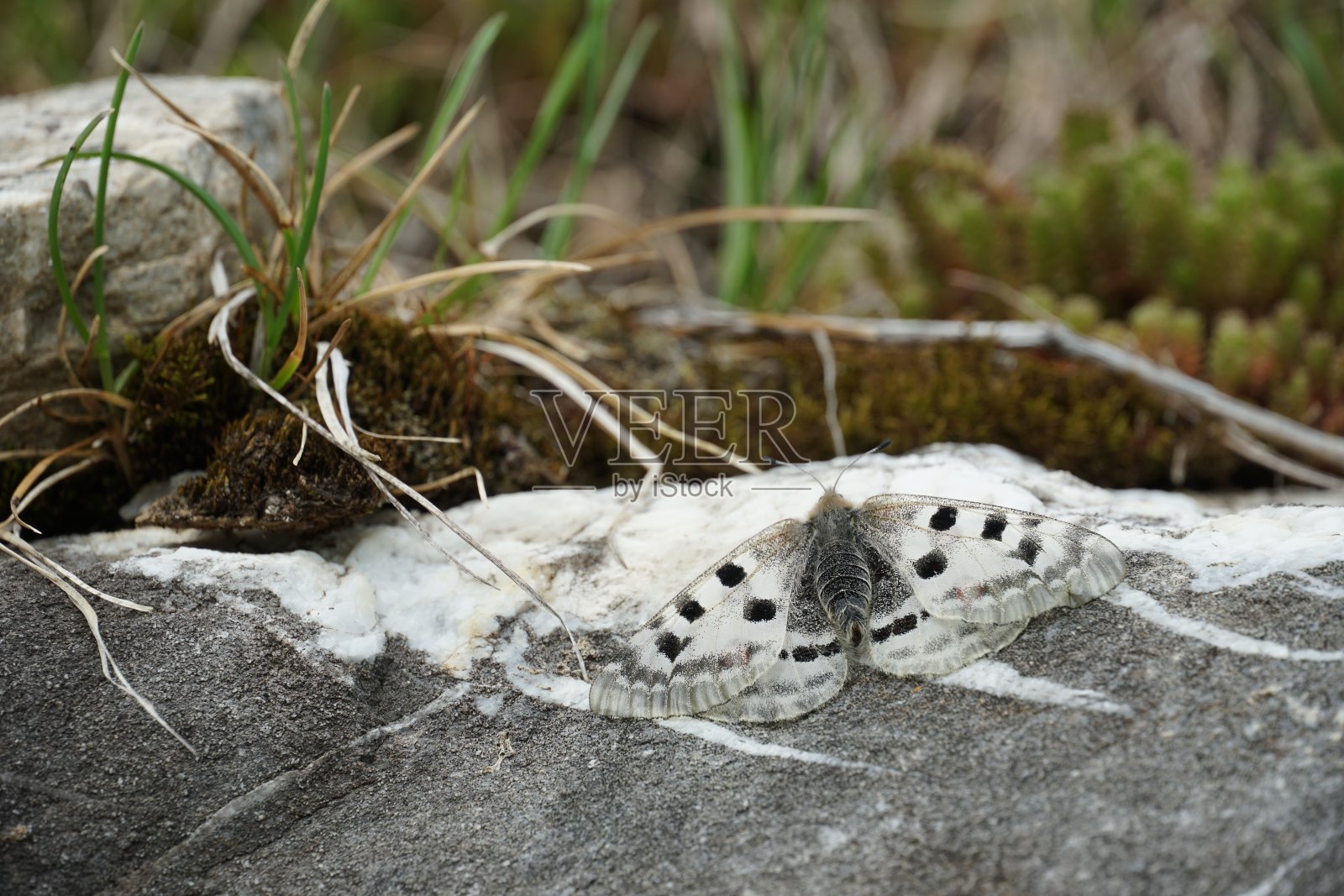 这种蝴蝶在拉丁语中被称为阿波罗Parnassius Apollo，生活在阿尔卑斯山和喜马拉雅山的高海拔地区，栖息在瑞士奥布瓦尔登州恩格尔堡地区的一块岩石上。照片摄影图片
