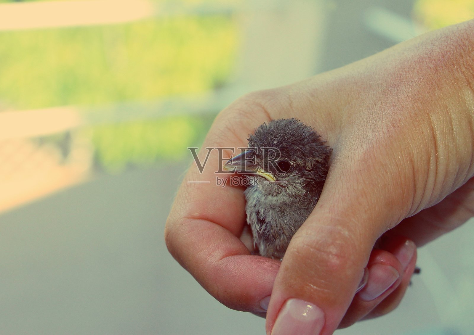 营救小麻雀在手中。小的鸟。照片摄影图片