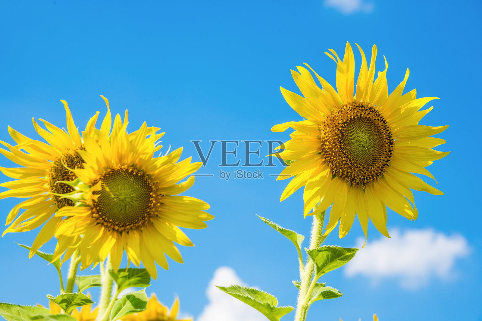 特写向日葵在向日葵农场的田野在晴朗的日子与清澈的蓝天背景。照片摄影图片