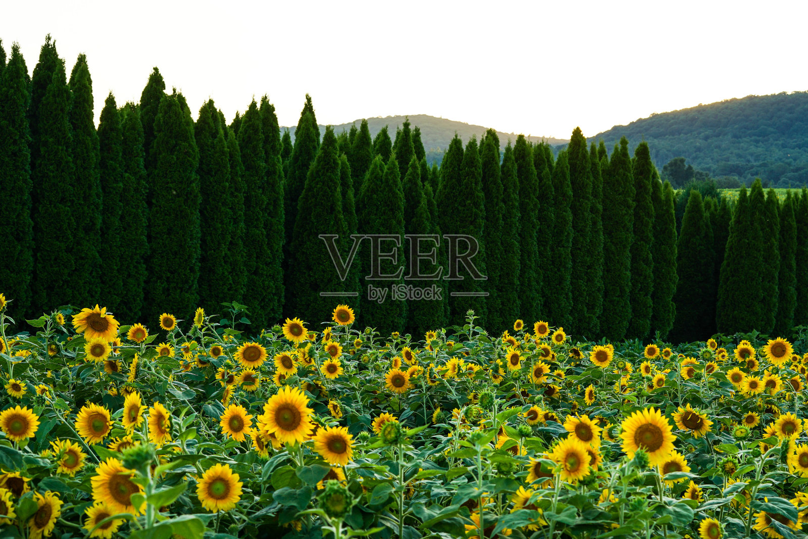 向日葵照片摄影图片