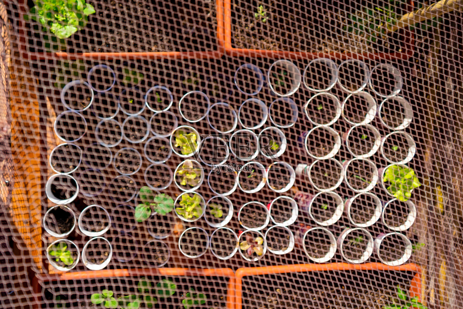 在住宅露台上的塑料花盆中种植的城市蔬菜花园，由一张网保护照片摄影图片