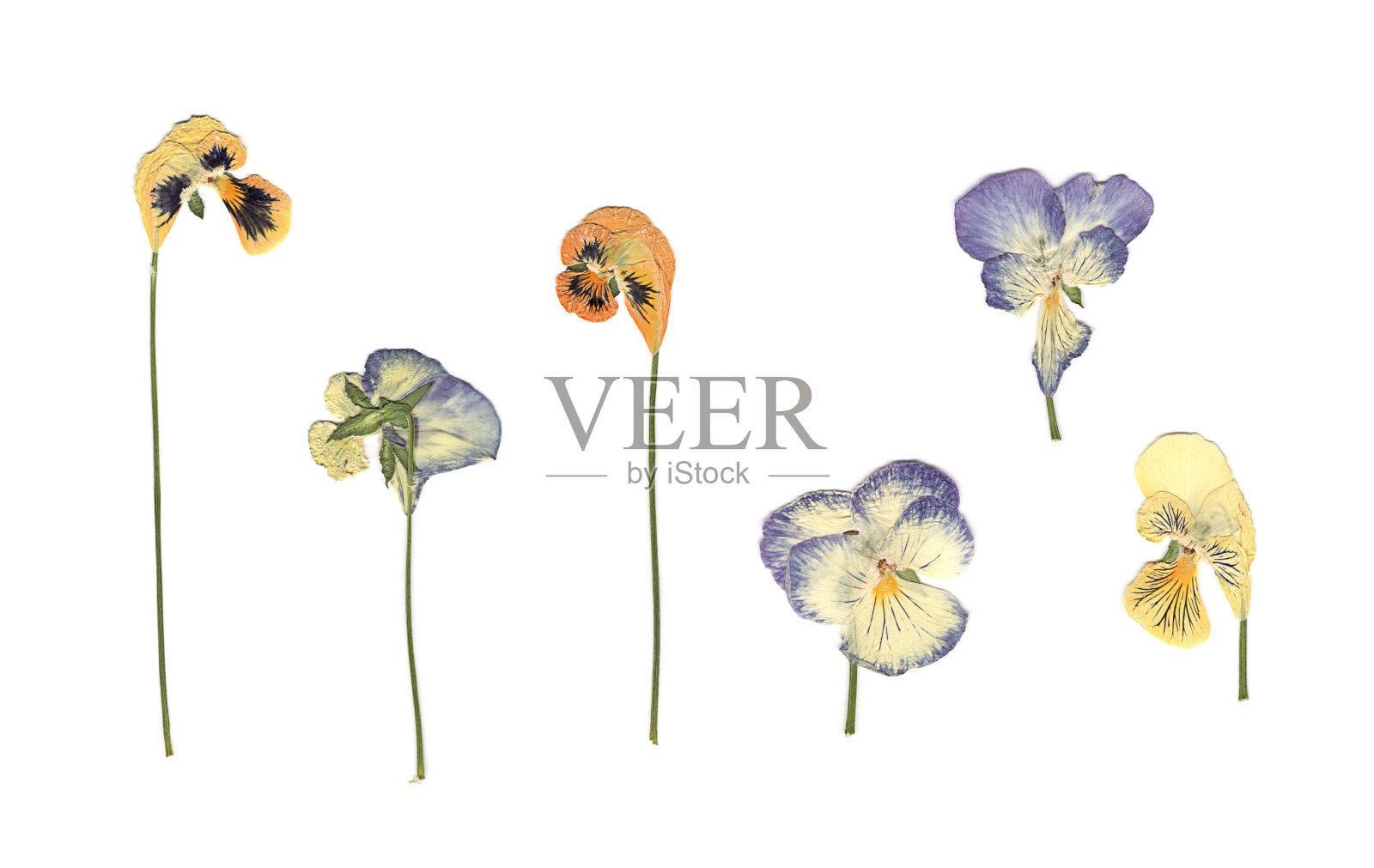 白色，橙色和蓝色的花在白色的背景上组成。照片摄影图片